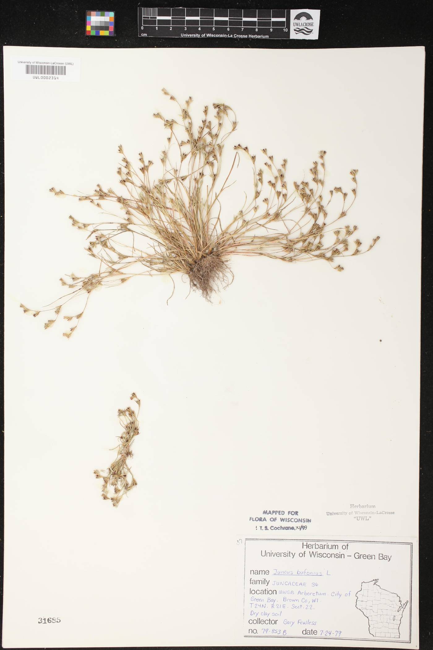 Juncus bufonius image