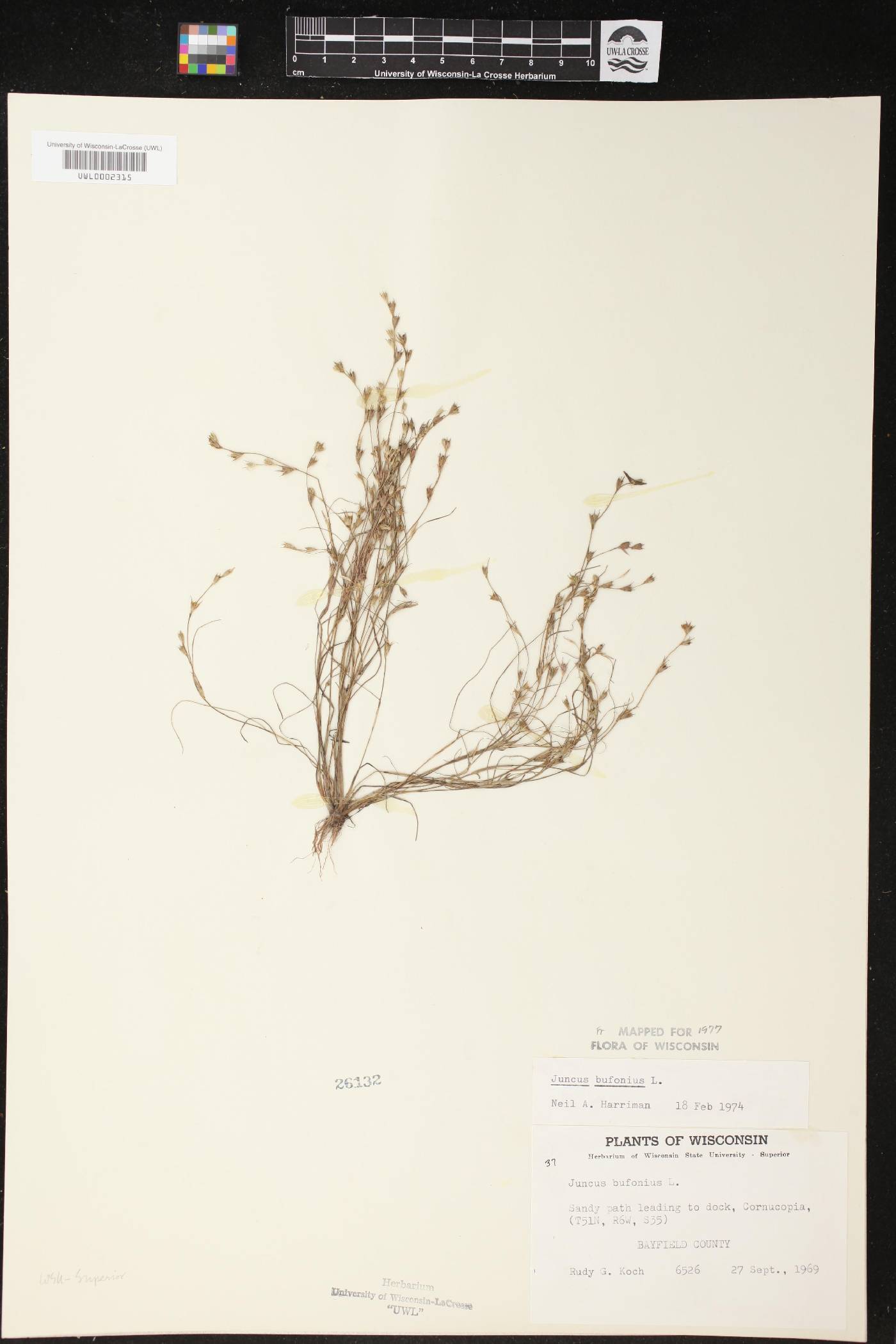 Juncus bufonius image
