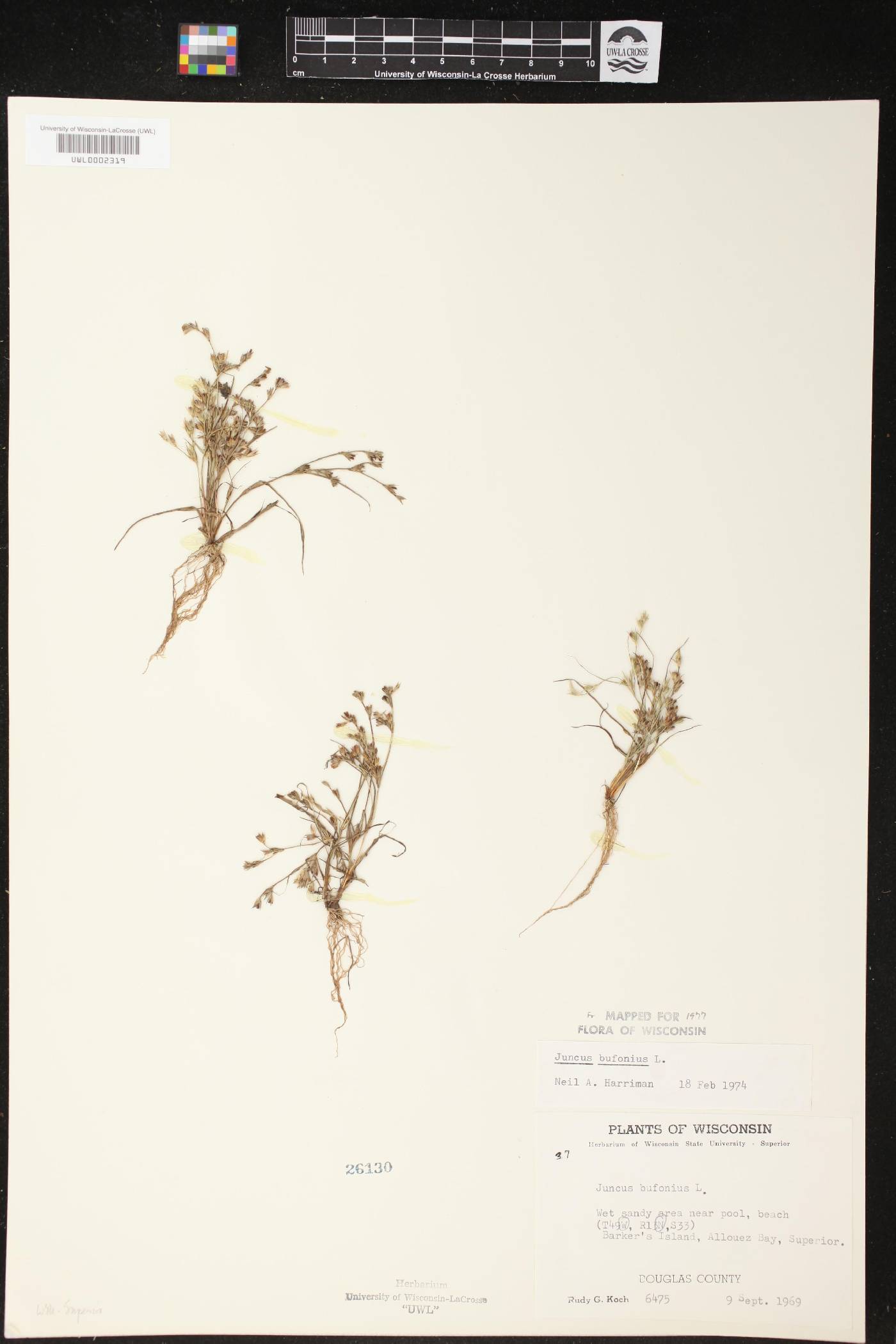 Juncus bufonius image