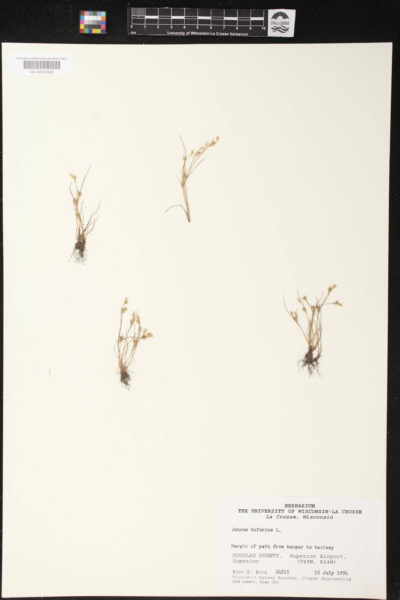 Juncus bufonius image