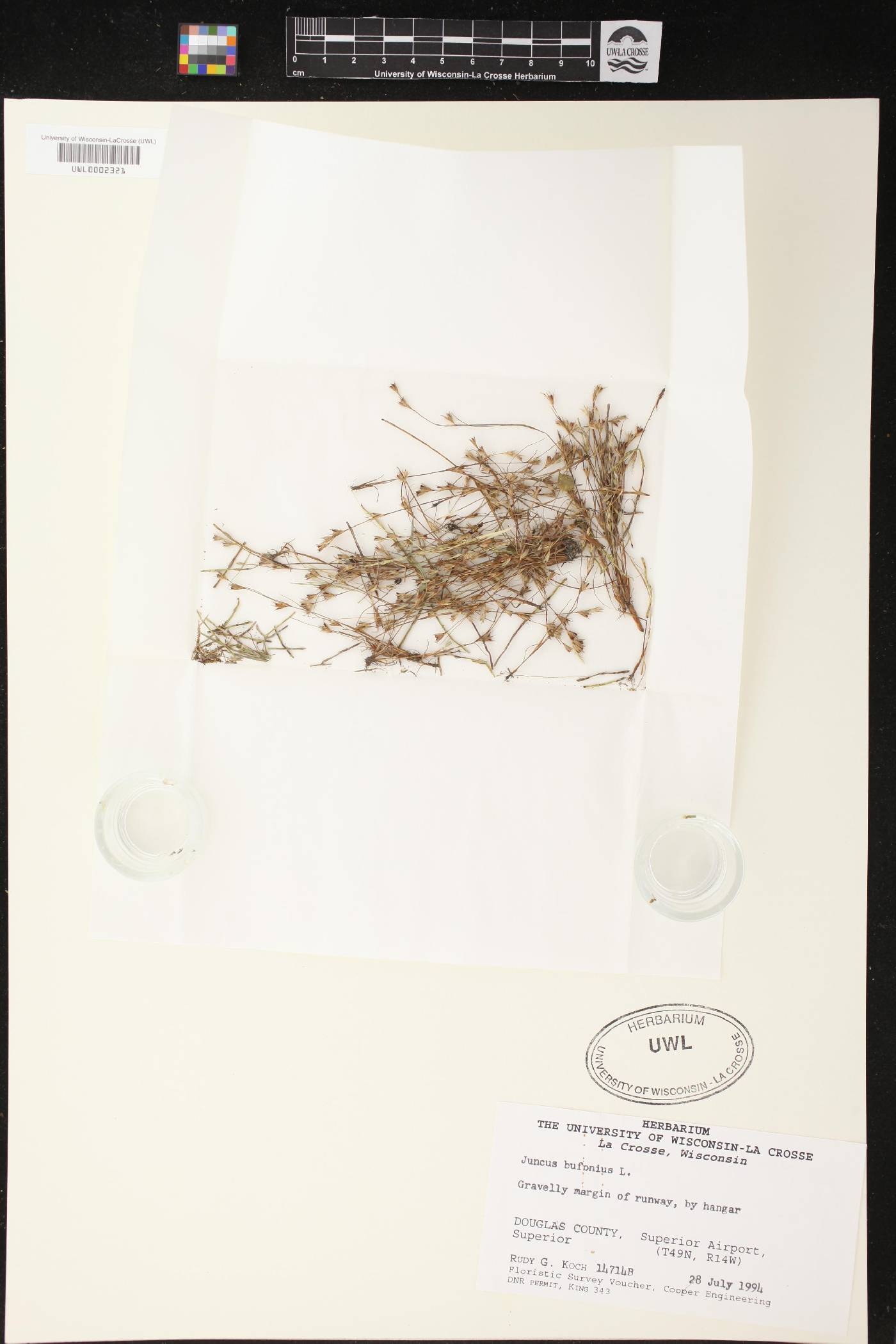 Juncus bufonius image
