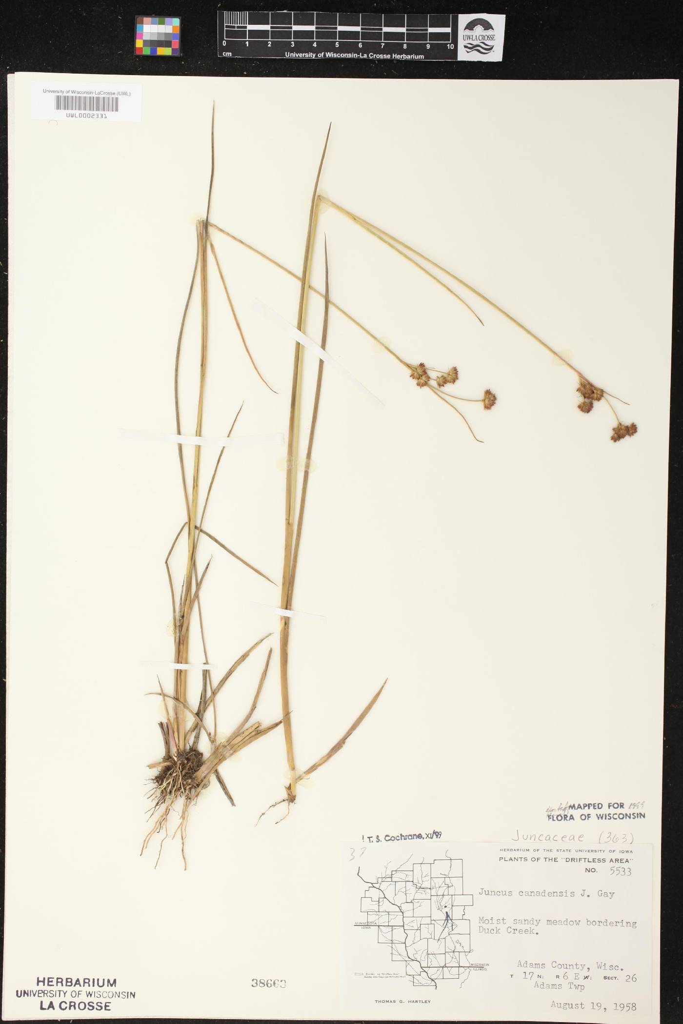 Juncus canadensis image