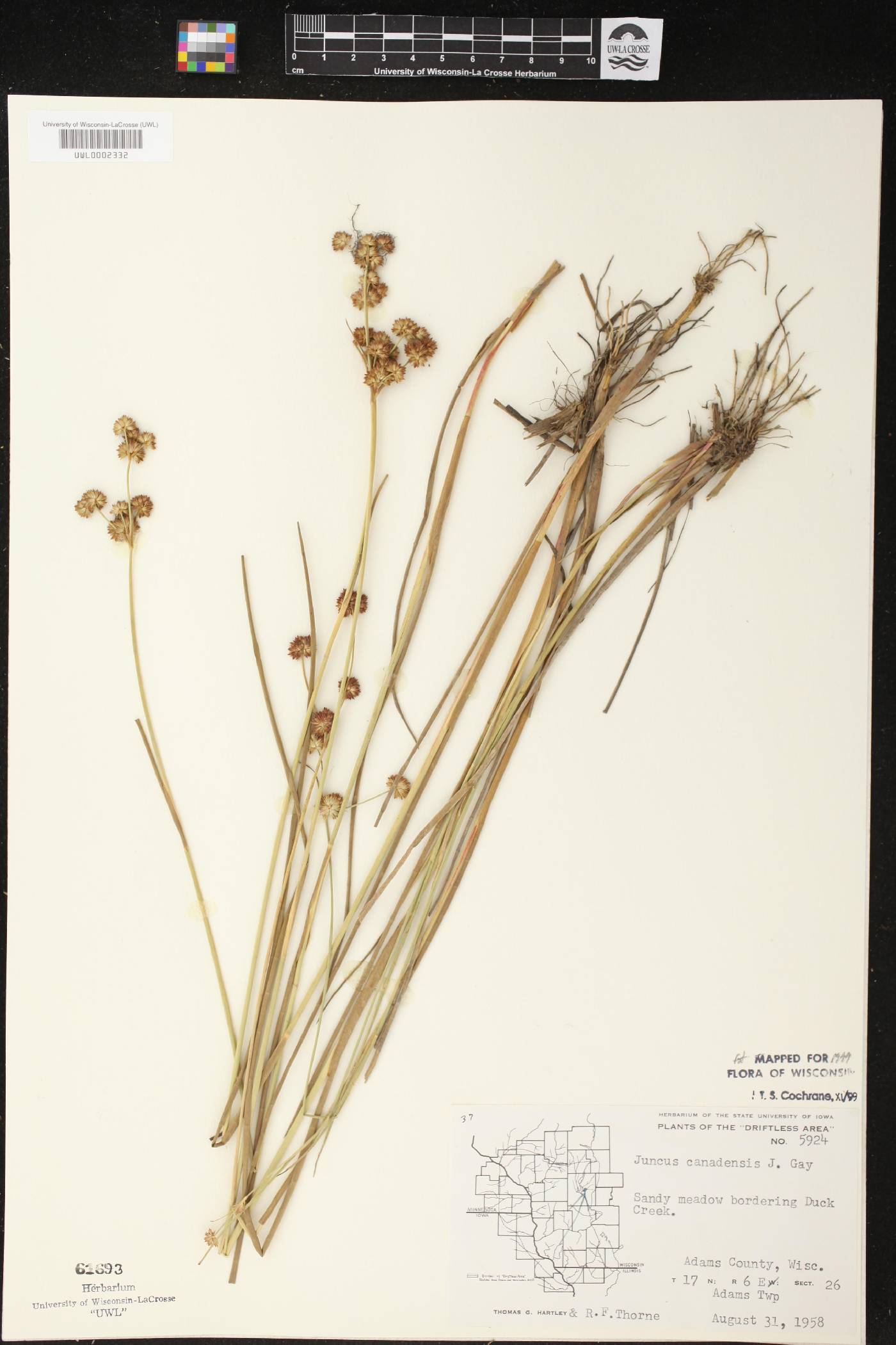Juncus canadensis image