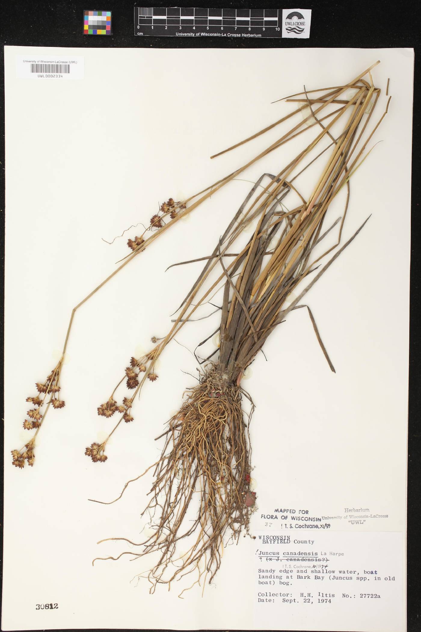 Juncus canadensis image
