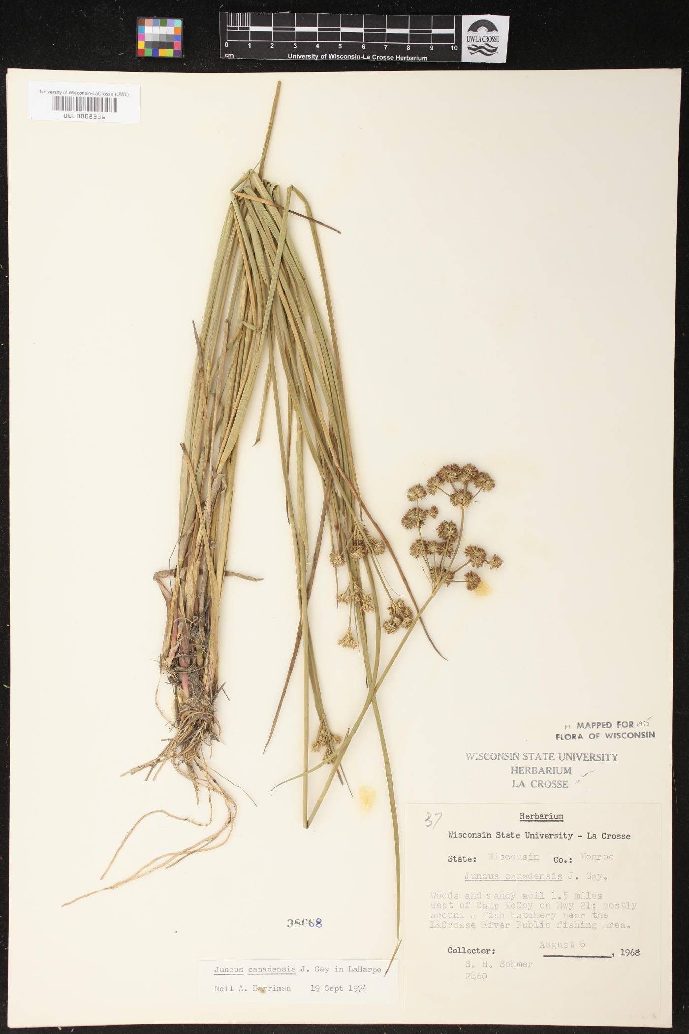 Juncus canadensis image