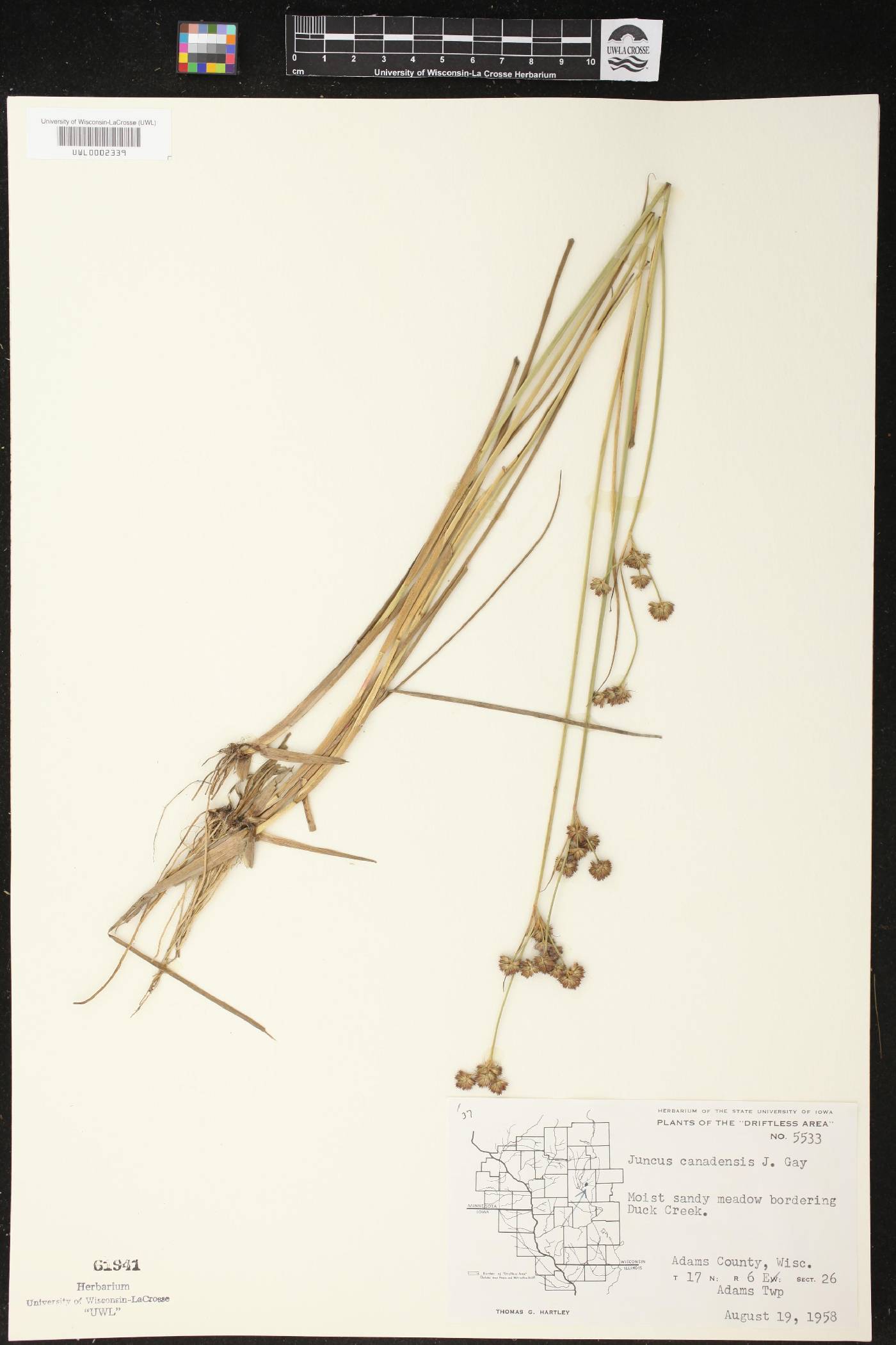 Juncus canadensis image