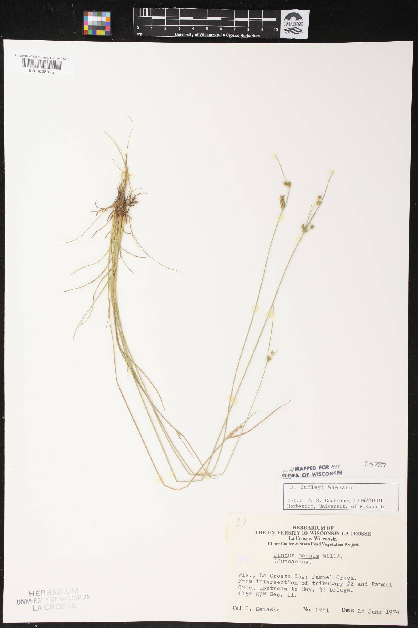 Juncus dudleyi image