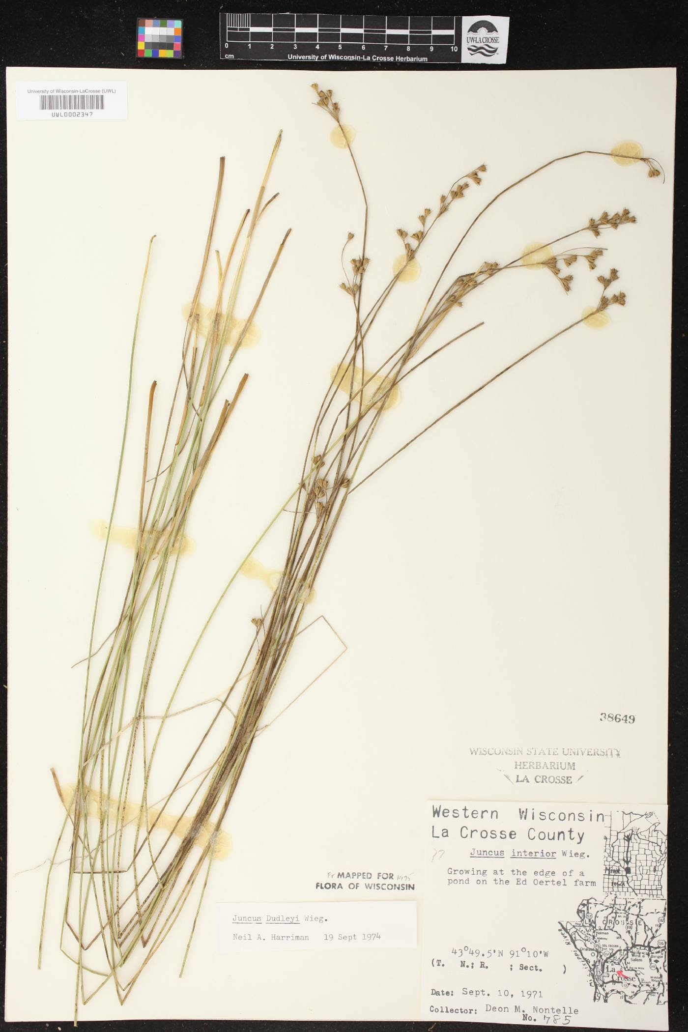 Juncus dudleyi image