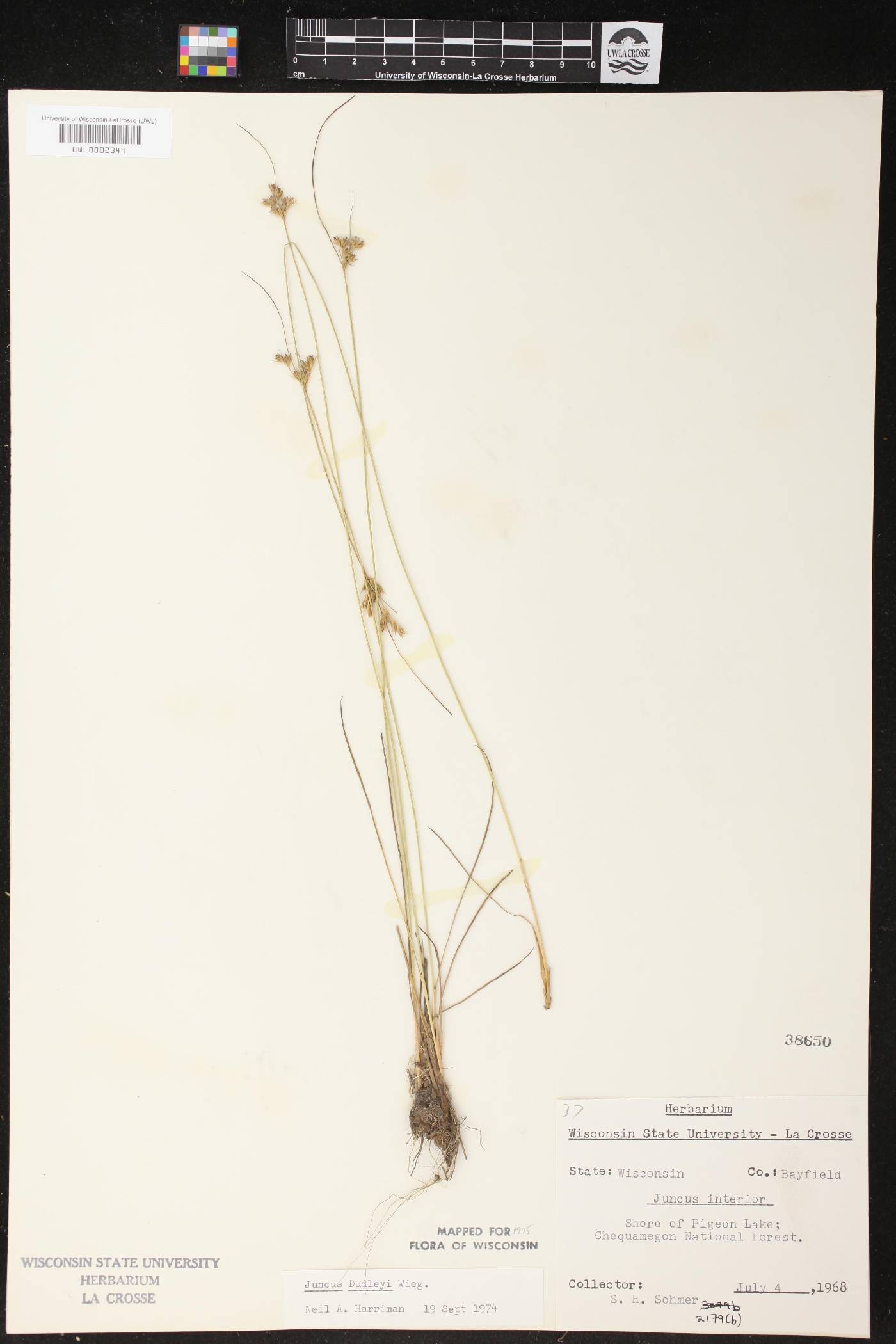 Juncus dudleyi image
