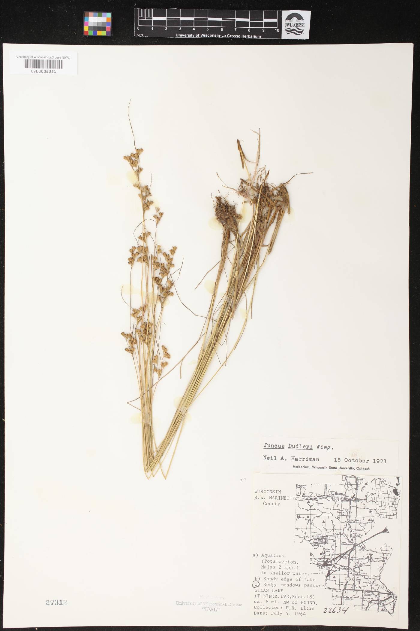 Juncus dudleyi image
