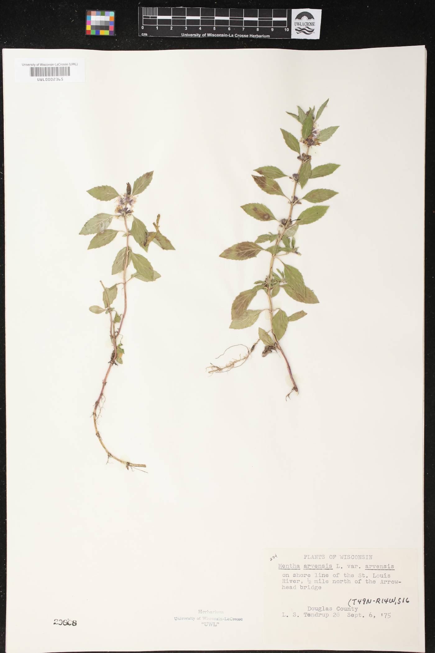 Mentha canadensis image