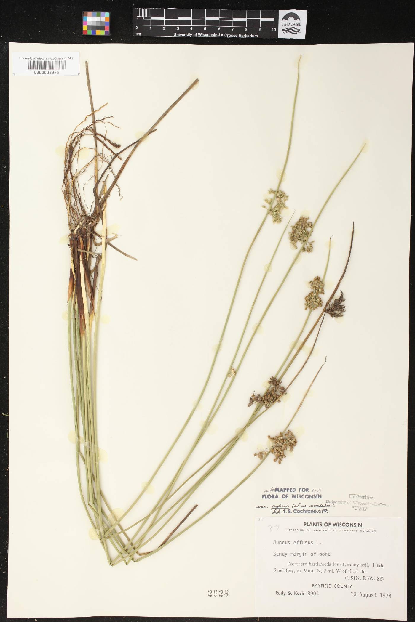 Juncus effusus image