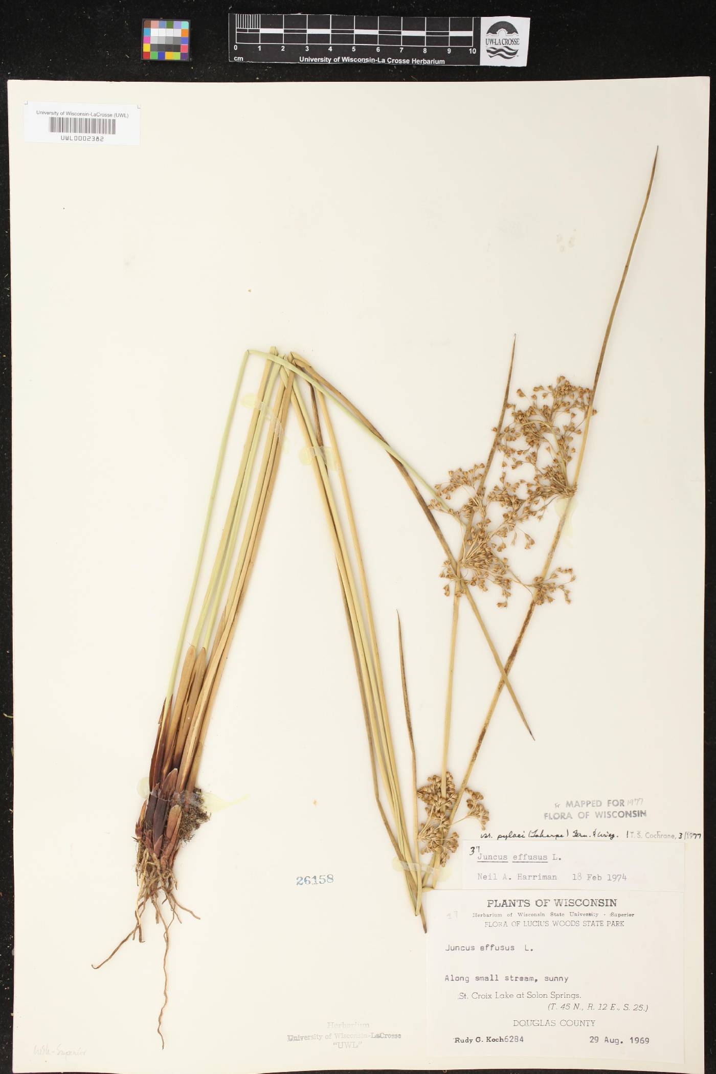 Juncus effusus image