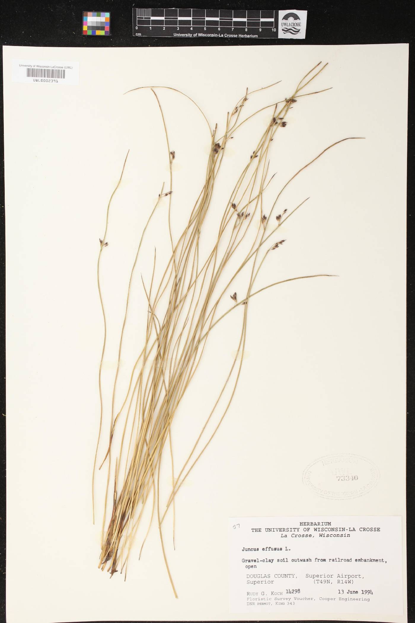 Juncus effusus image