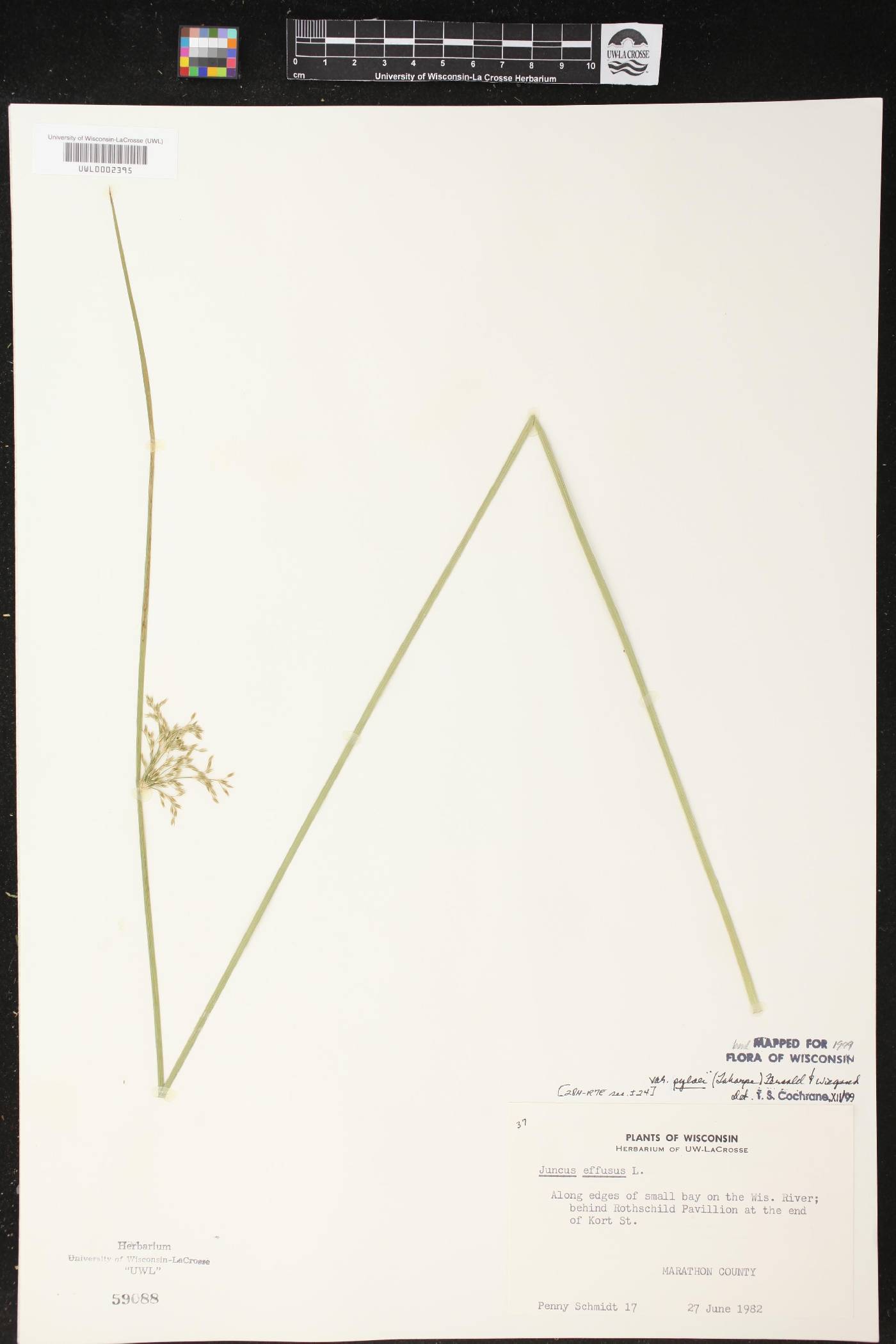 Juncus effusus image