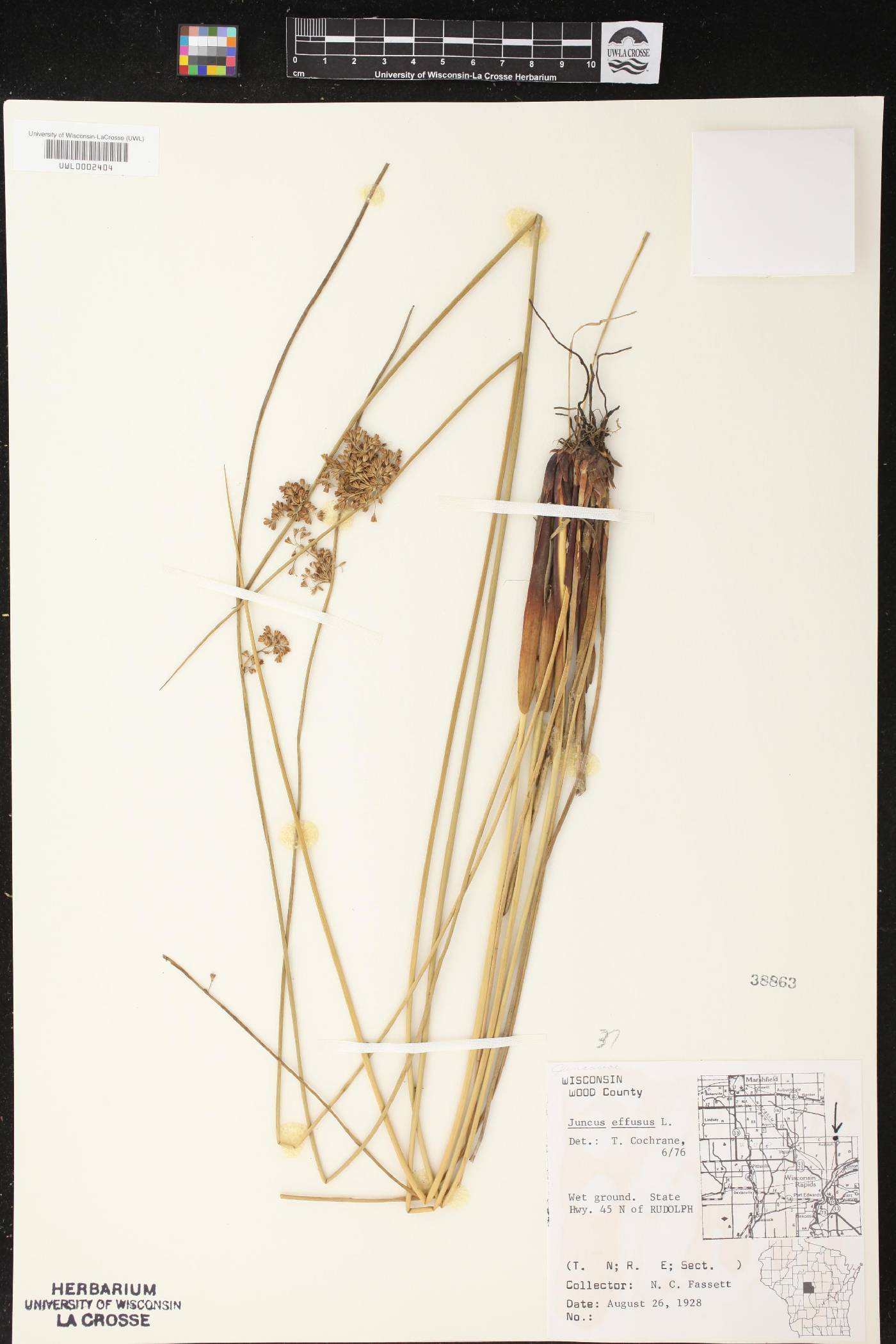 Juncus effusus image