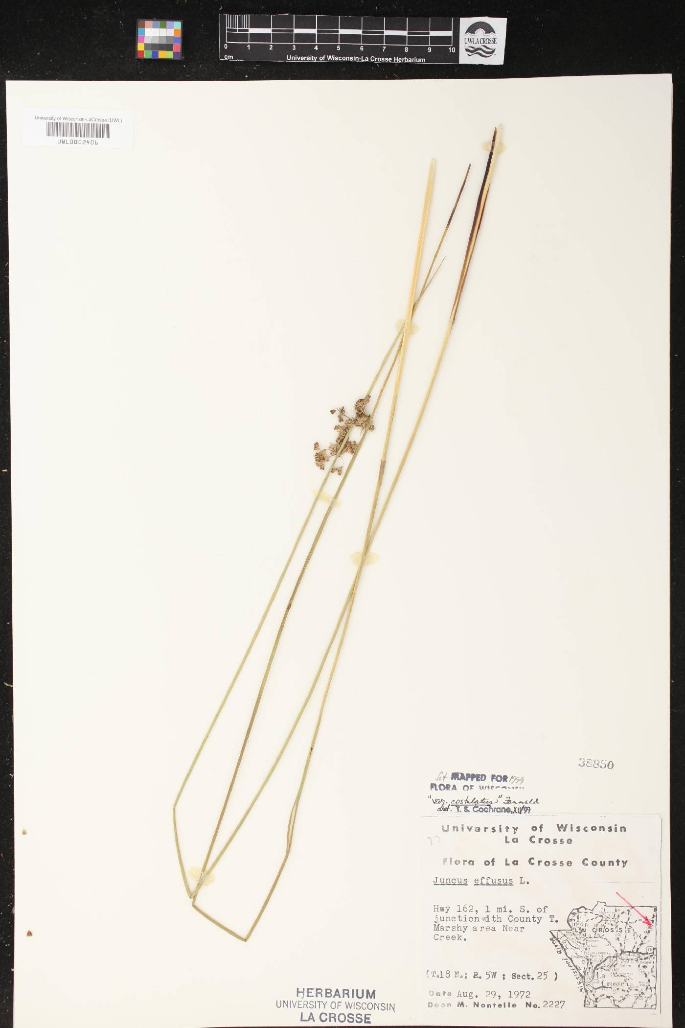 Juncus effusus image