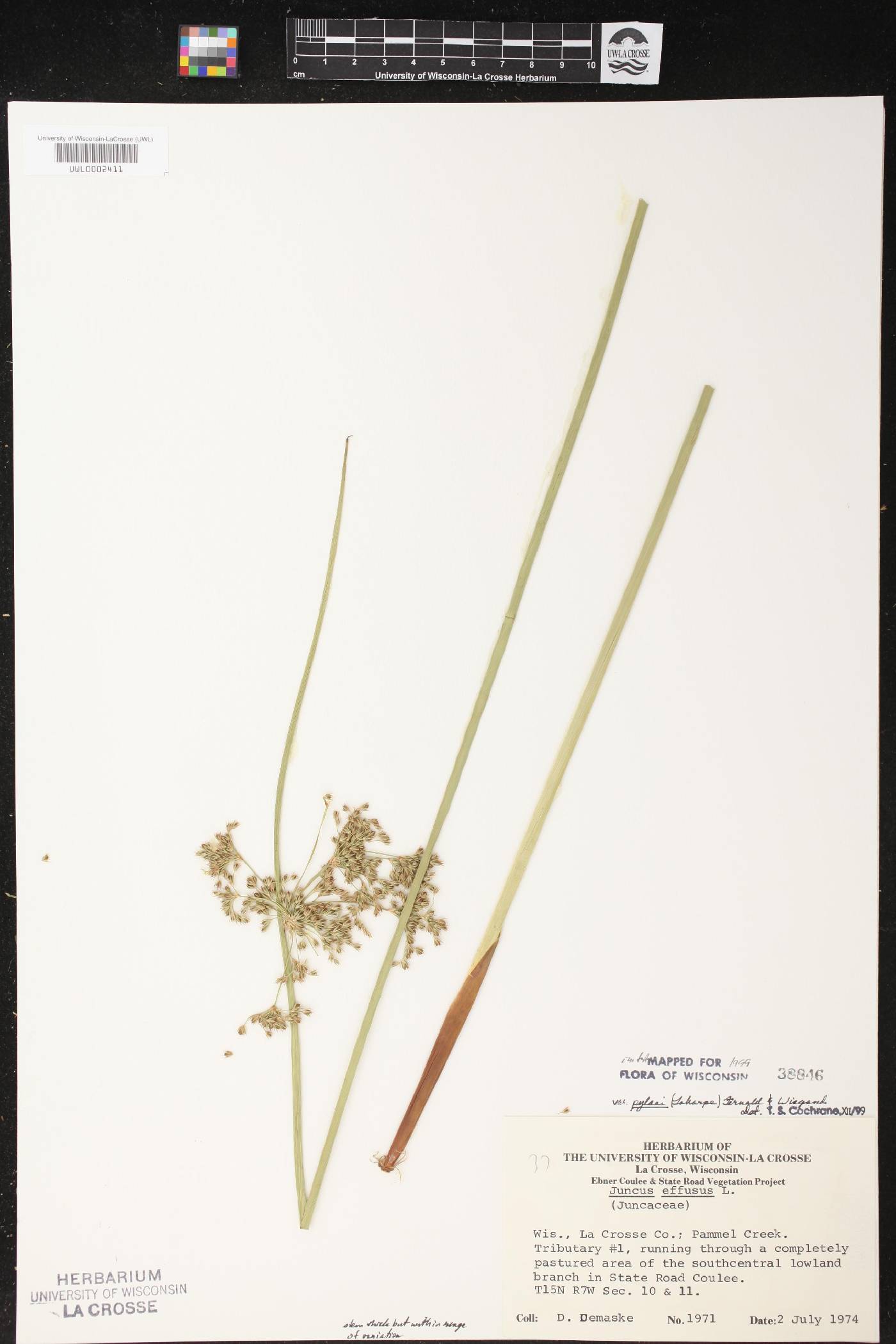 Juncus effusus image