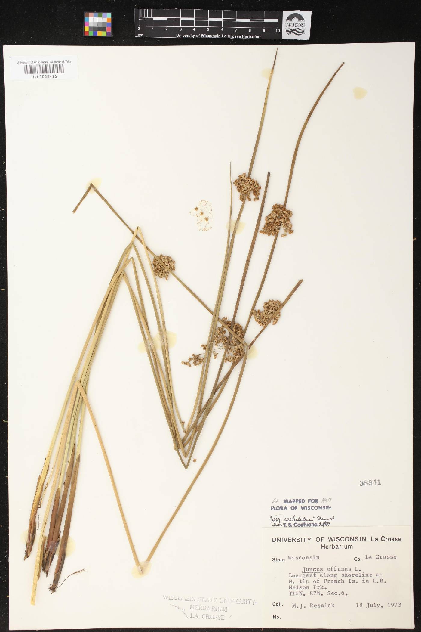 Juncus effusus image