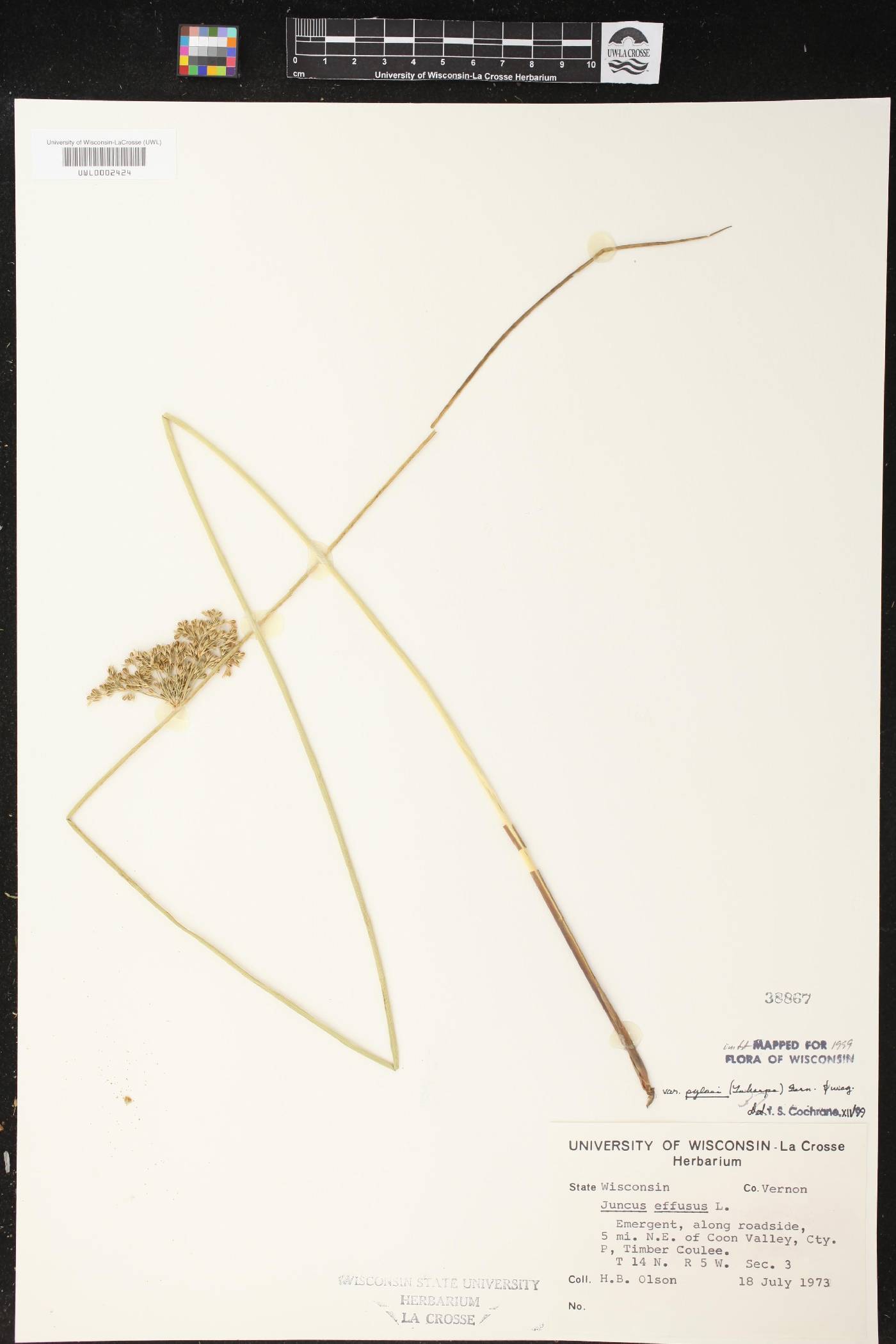 Juncus effusus image