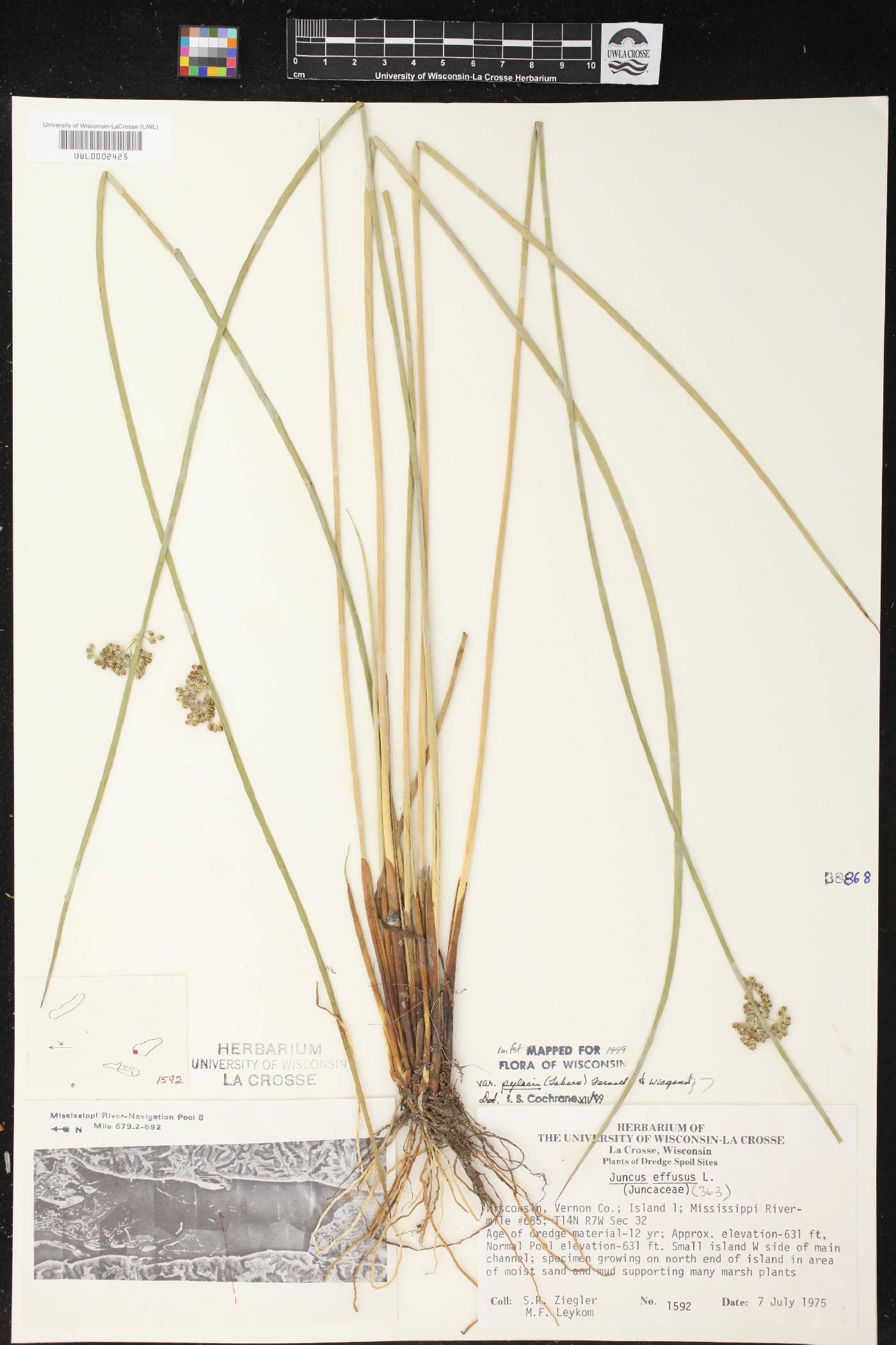 Juncus effusus image