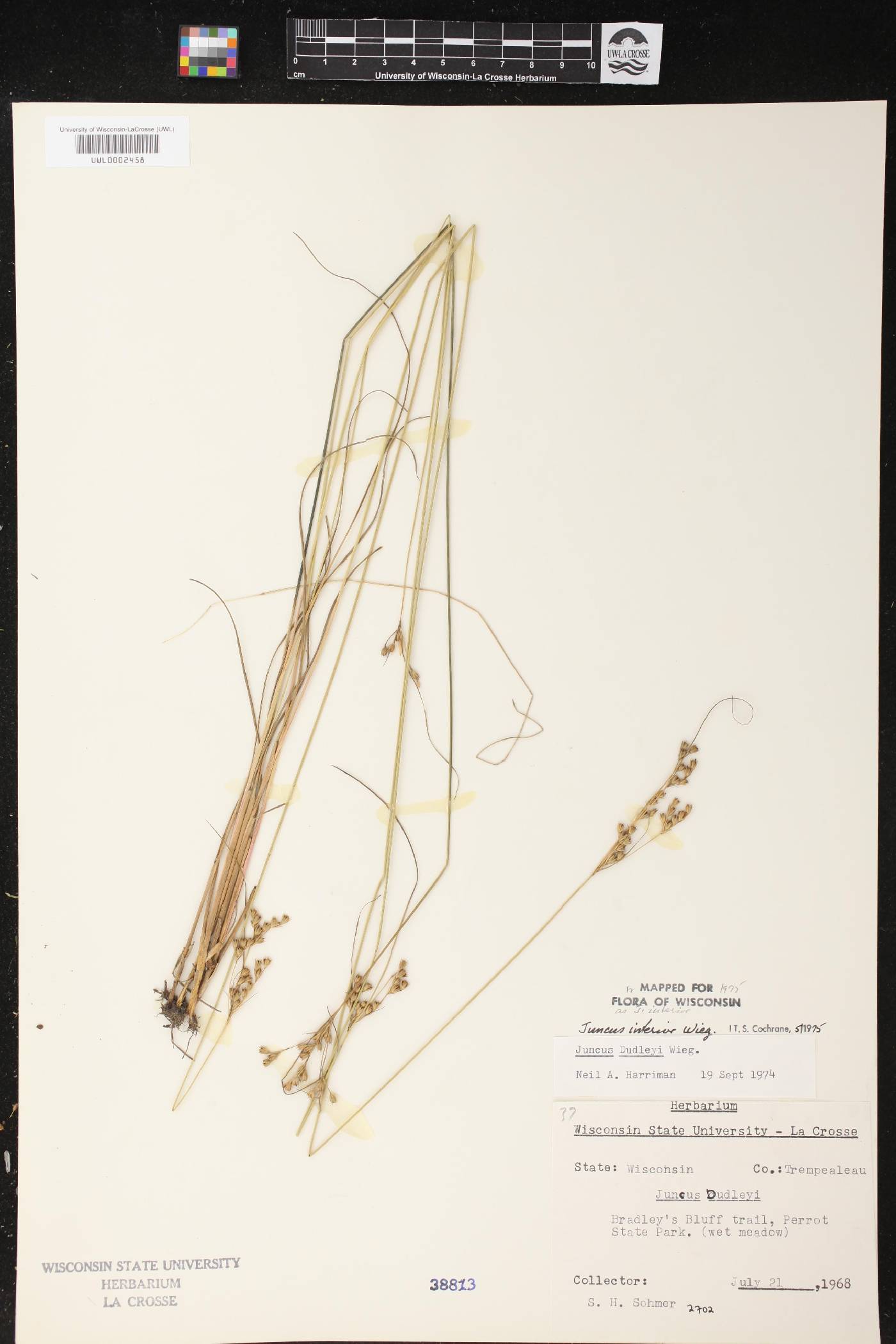 Juncus interior image