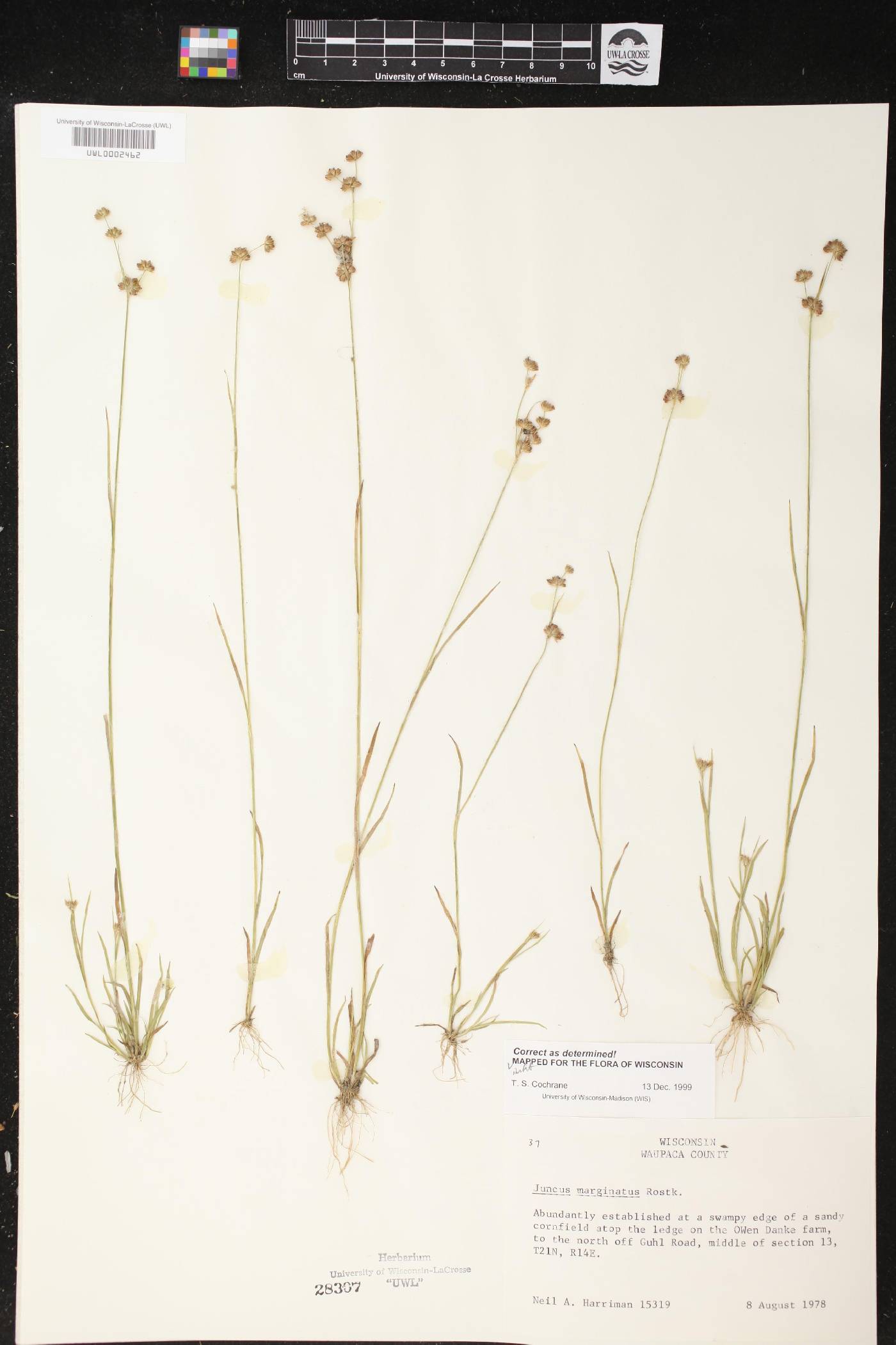 Juncus marginatus image