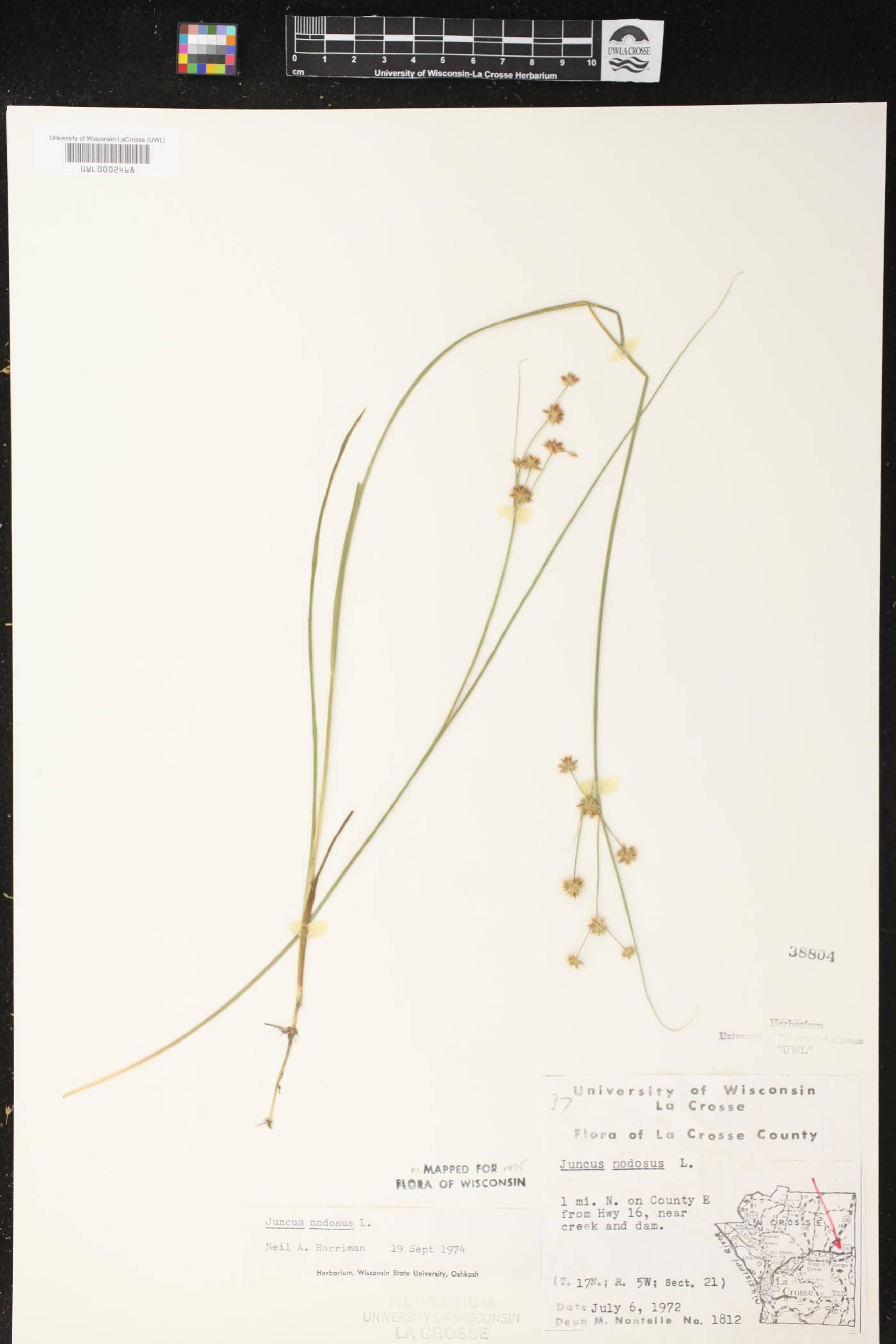 Juncus nodosus image