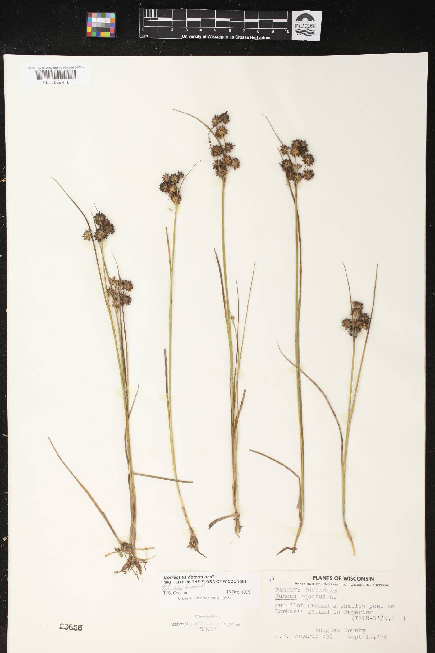 Juncus nodosus image