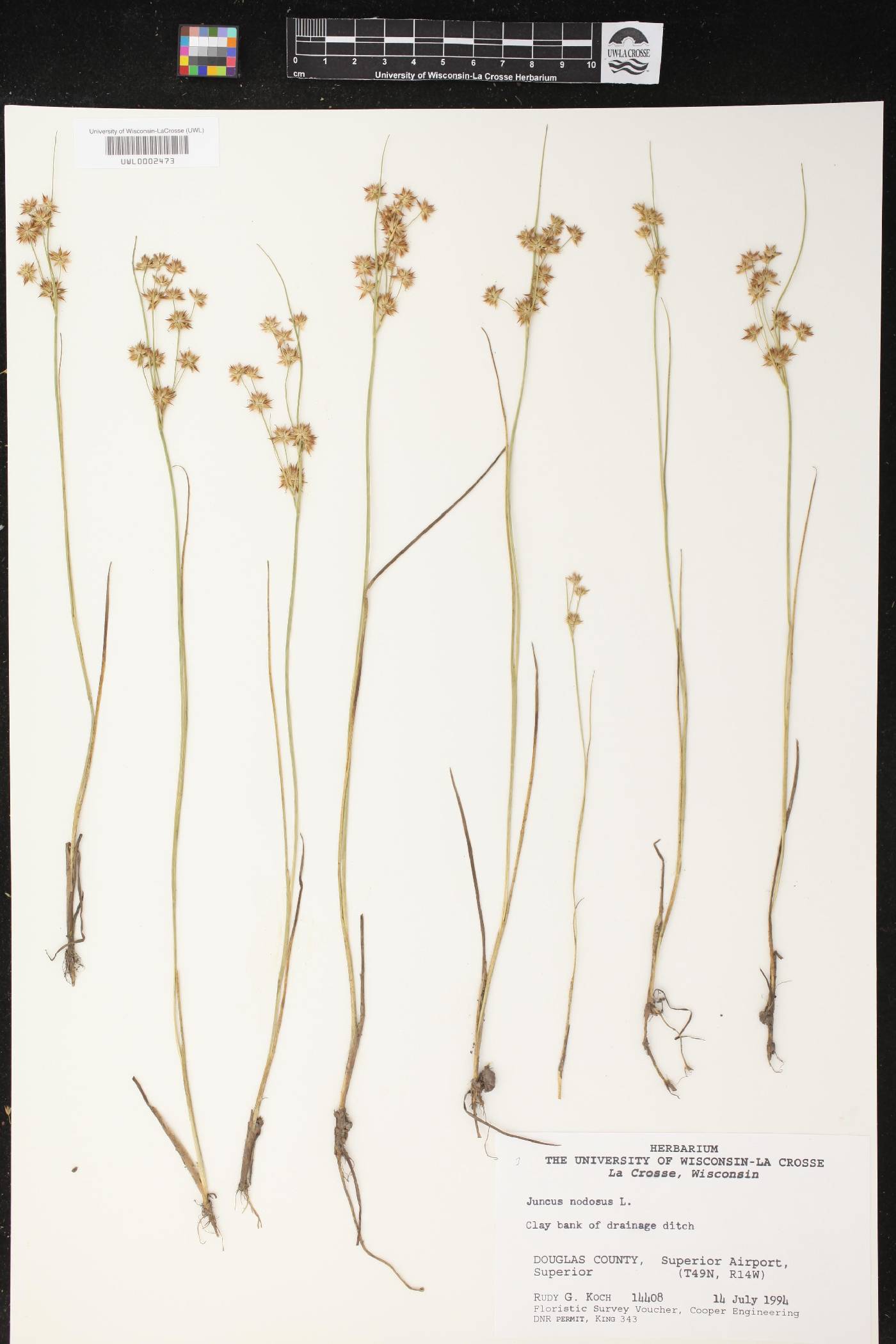 Juncus nodosus image