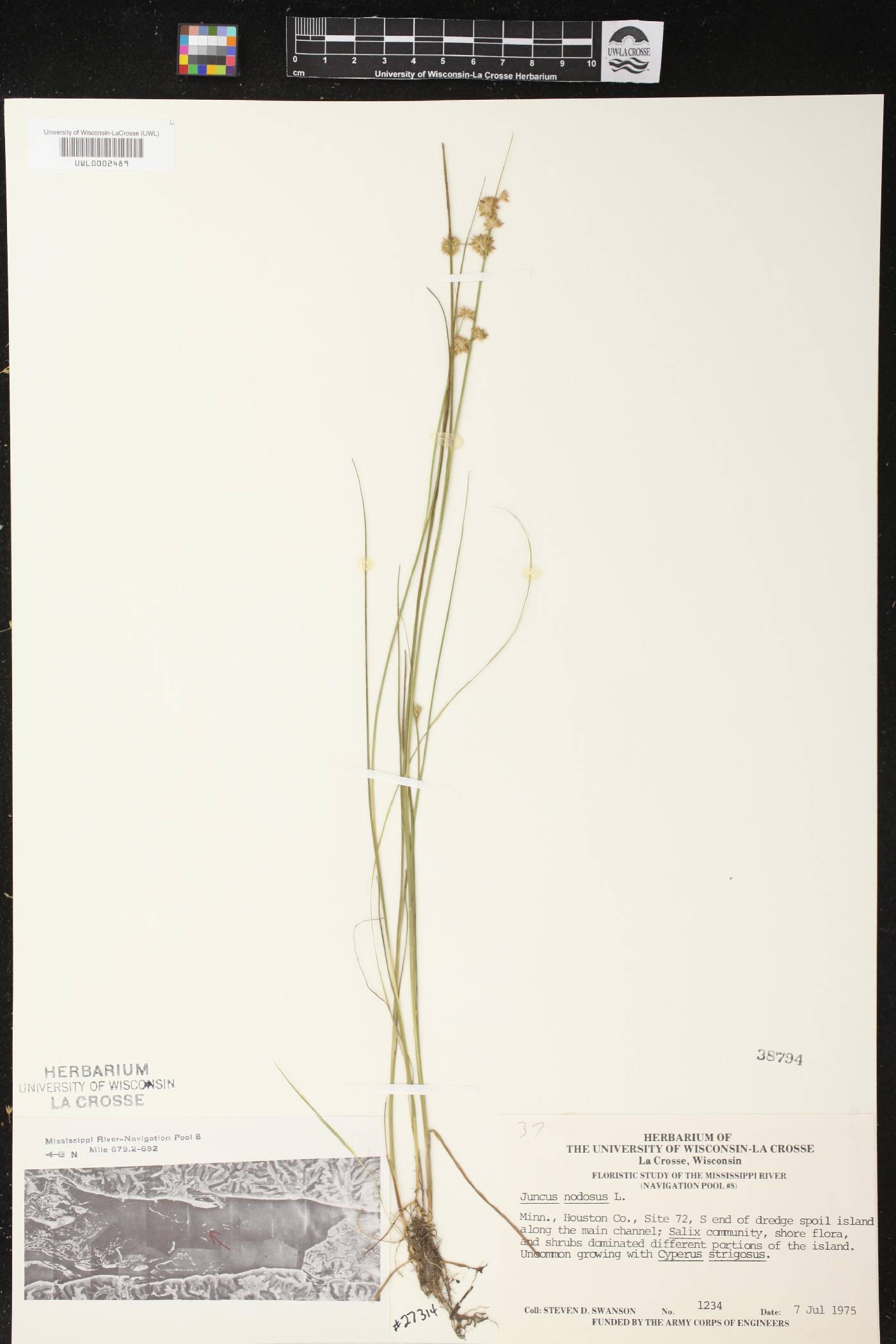 Juncus nodosus image