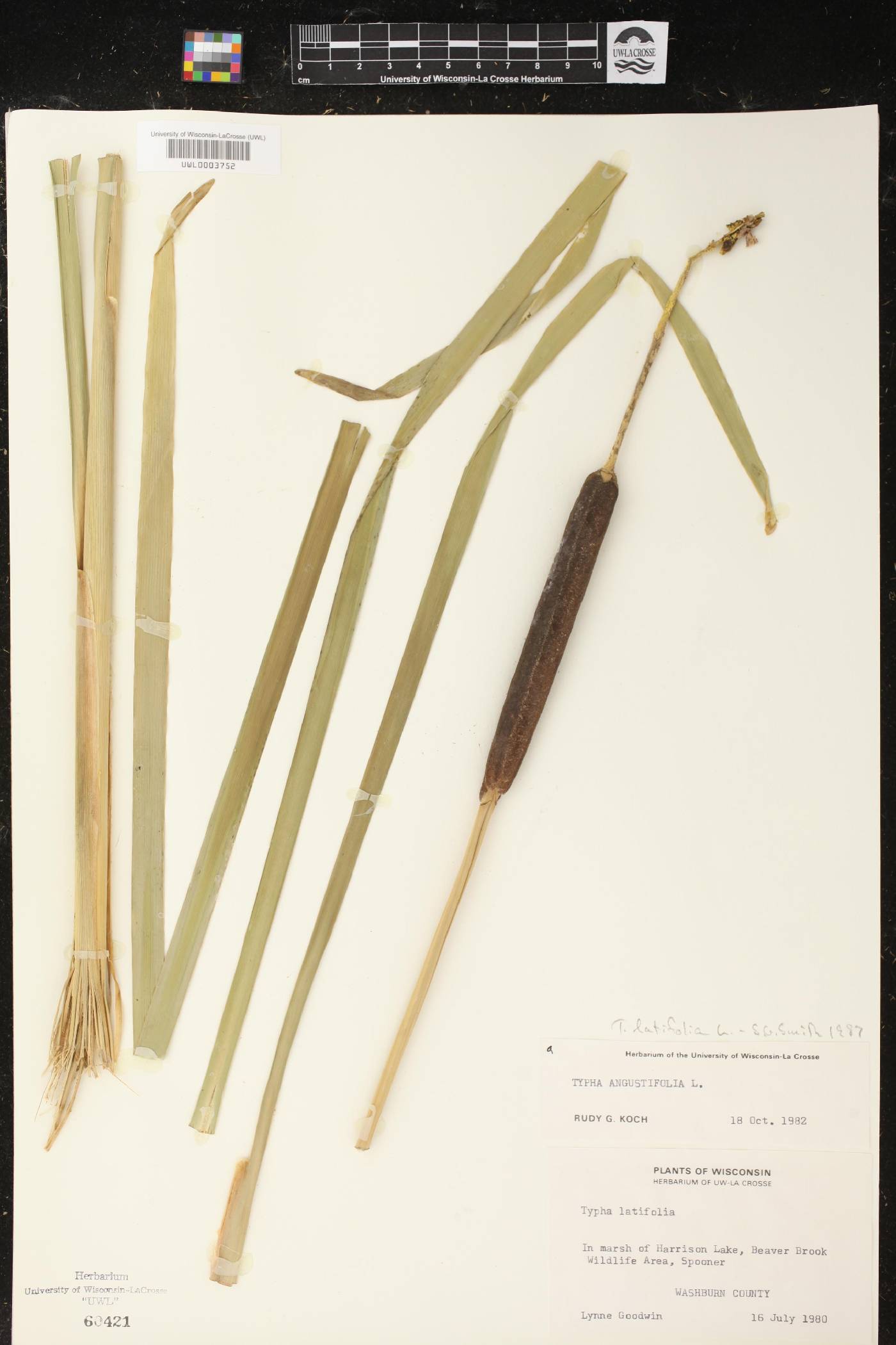 Typha latifolia image