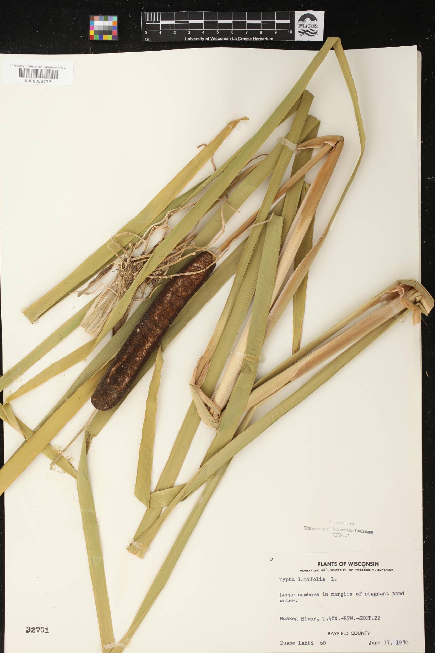Typha latifolia image