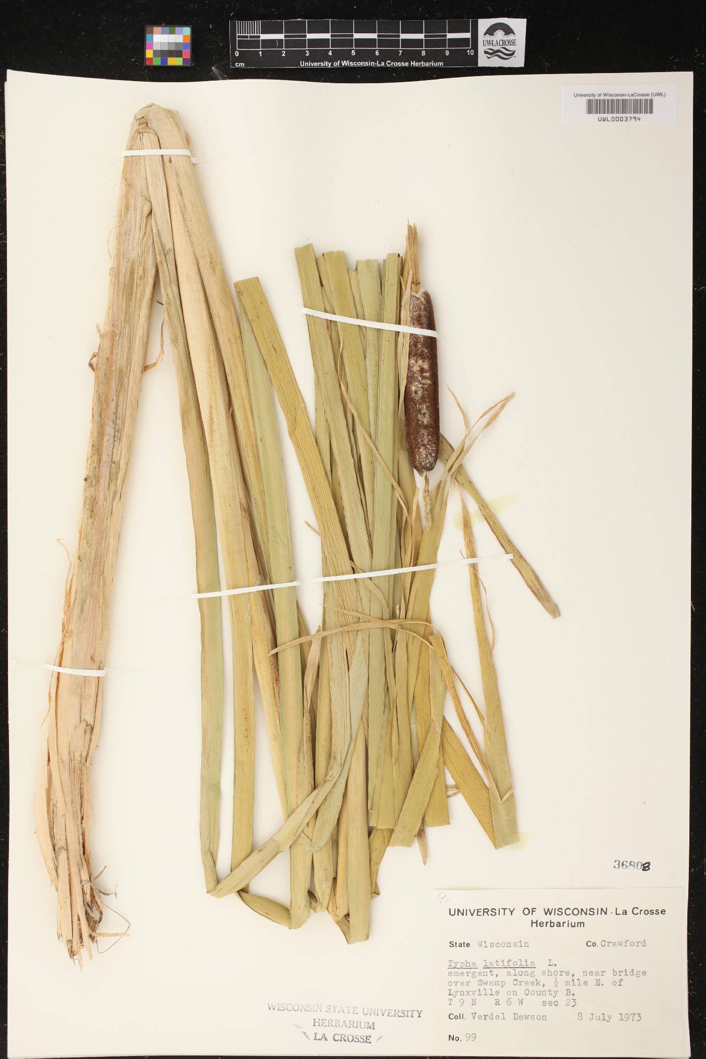 Typha latifolia image
