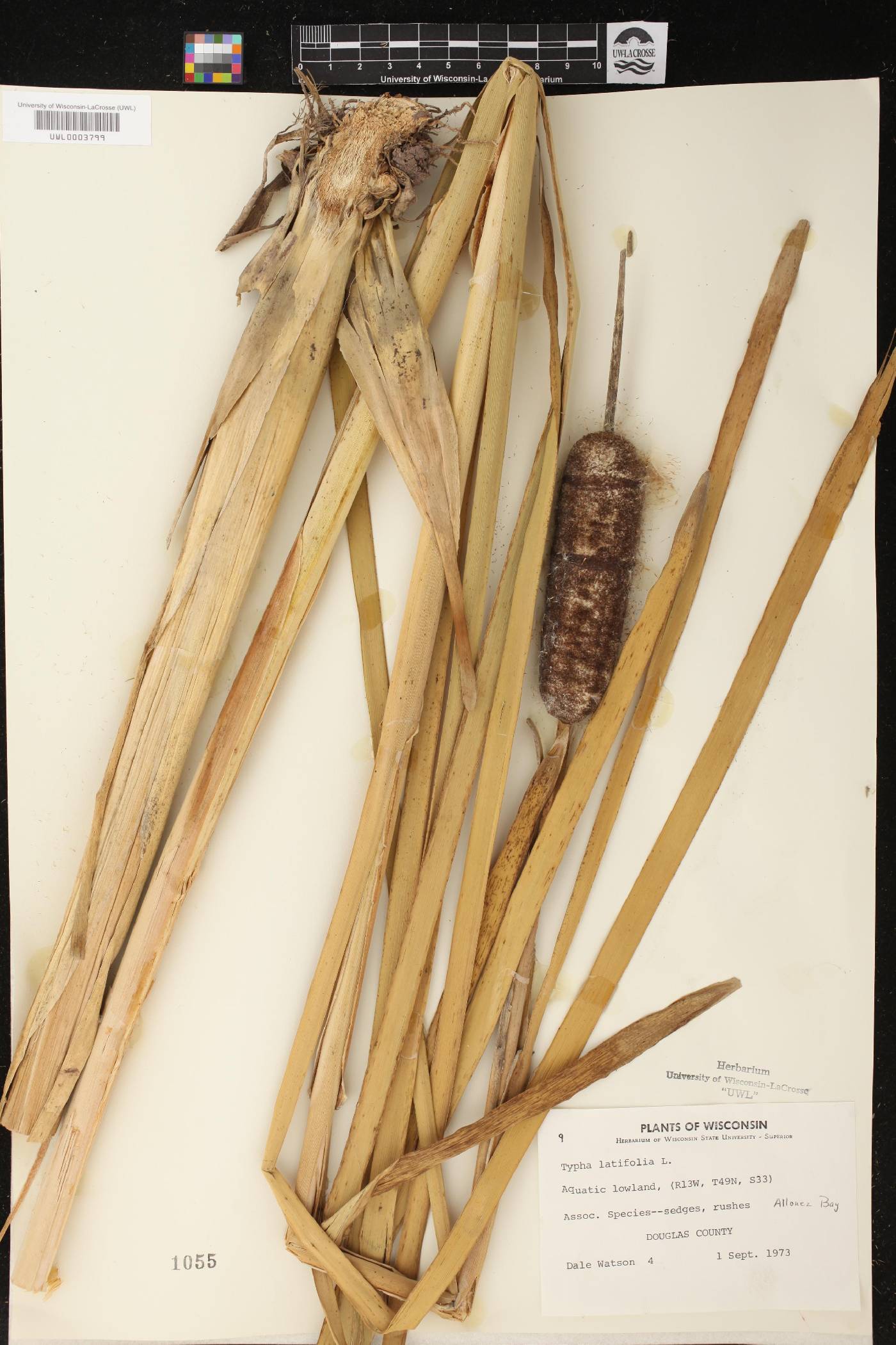 Typha latifolia image