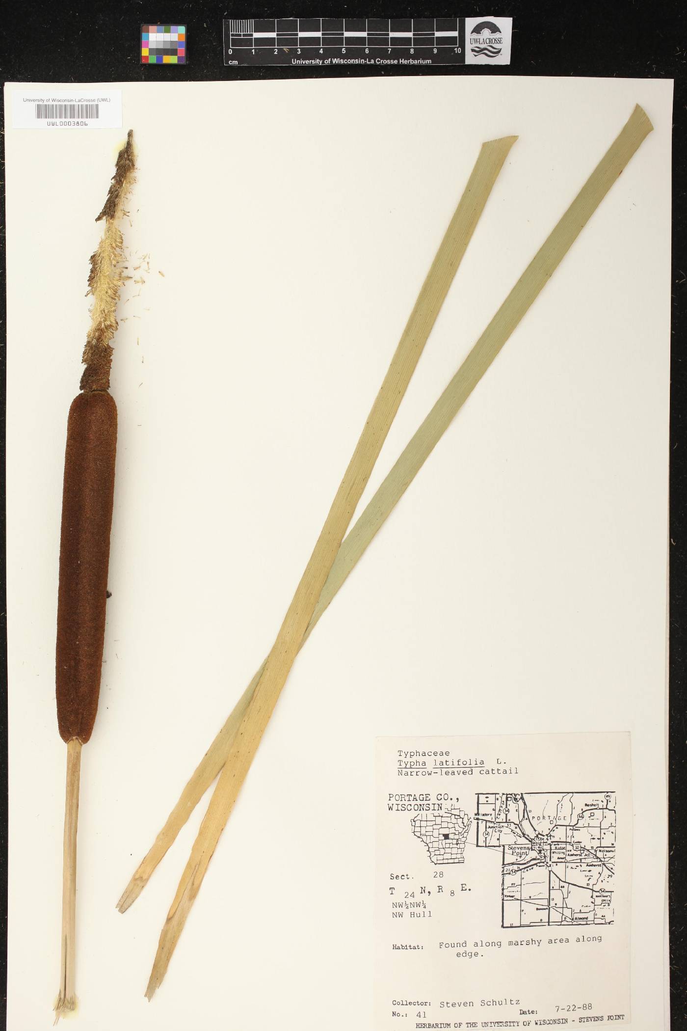 Typha latifolia image