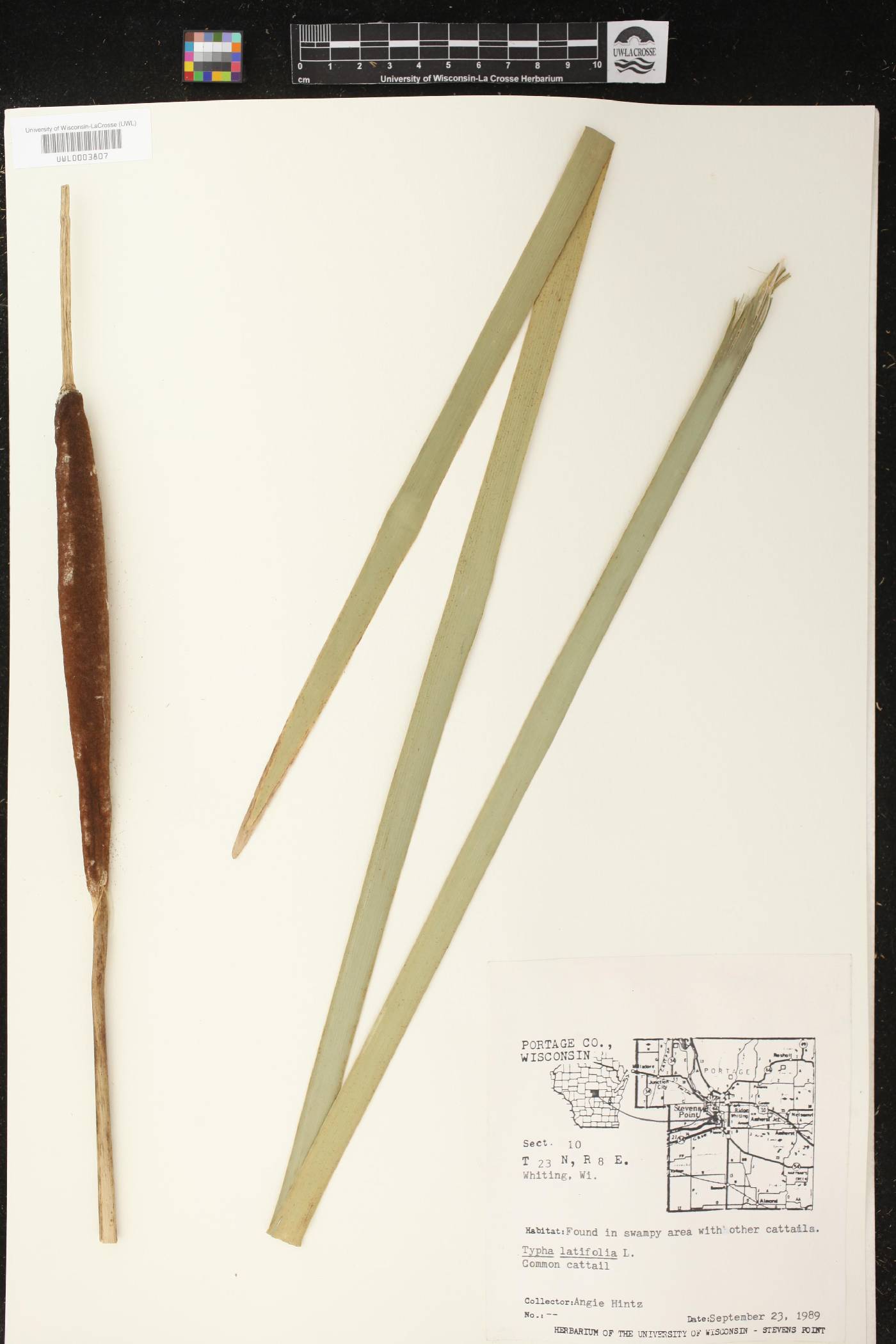 Typha latifolia image