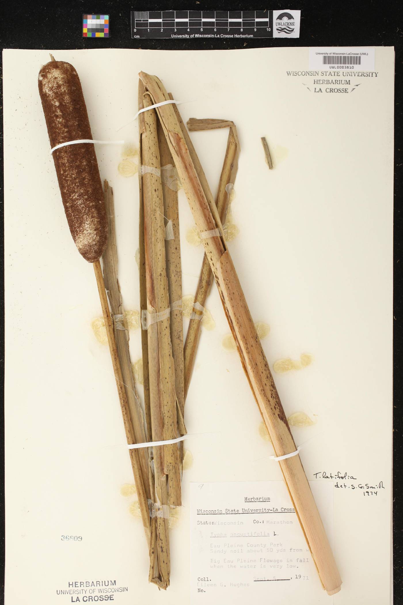 Typha latifolia image