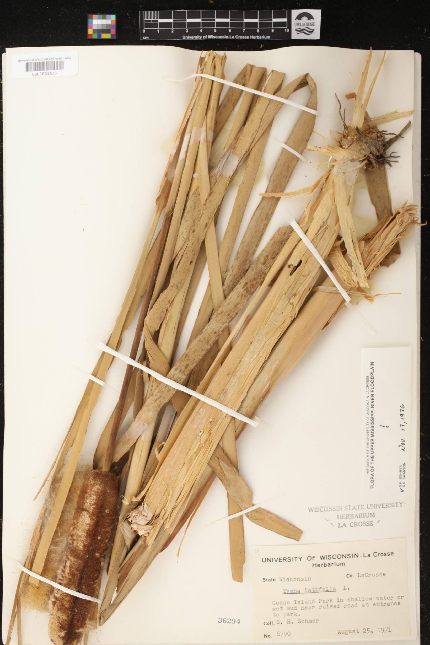 Typha latifolia image