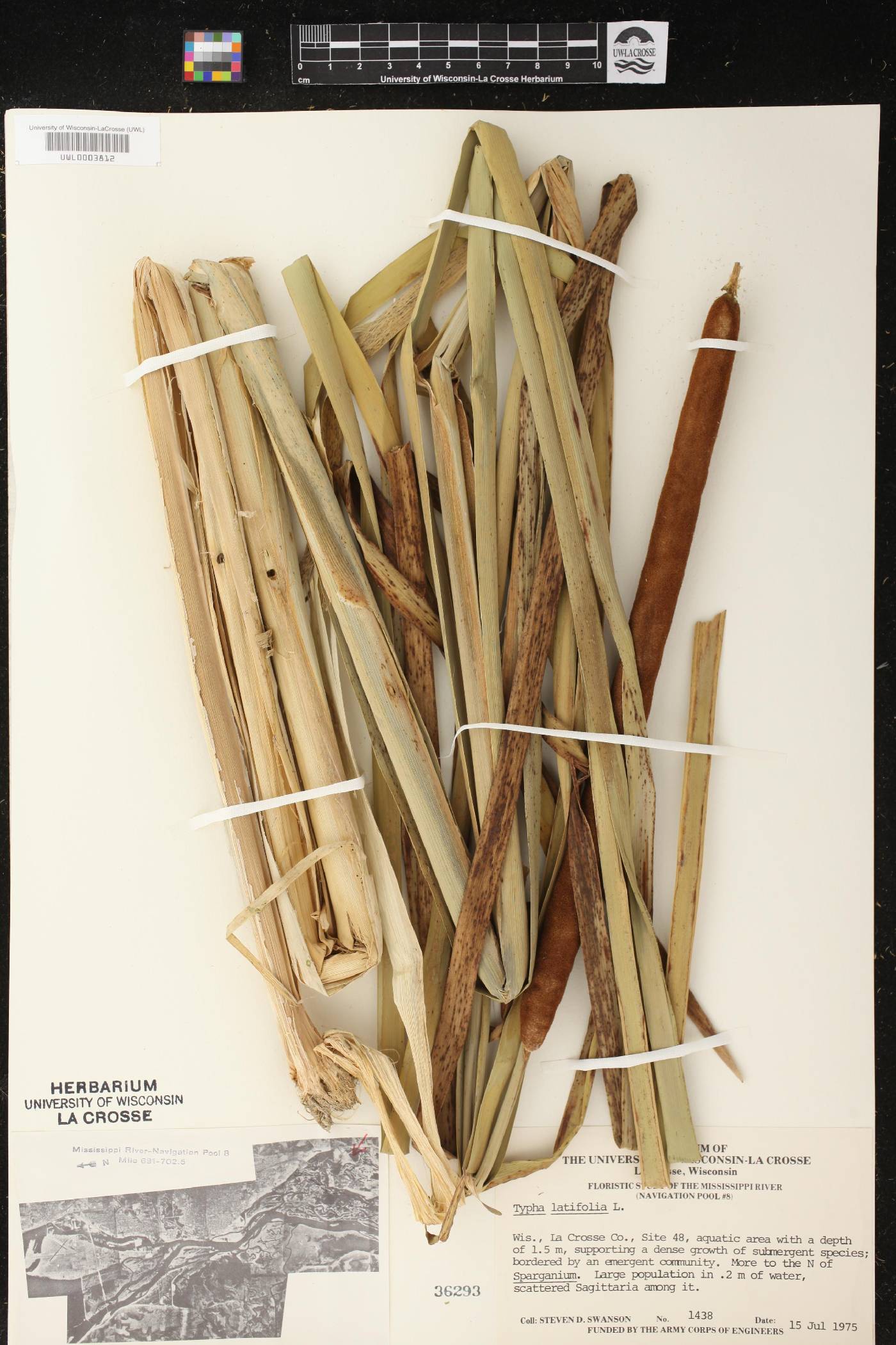Typha latifolia image