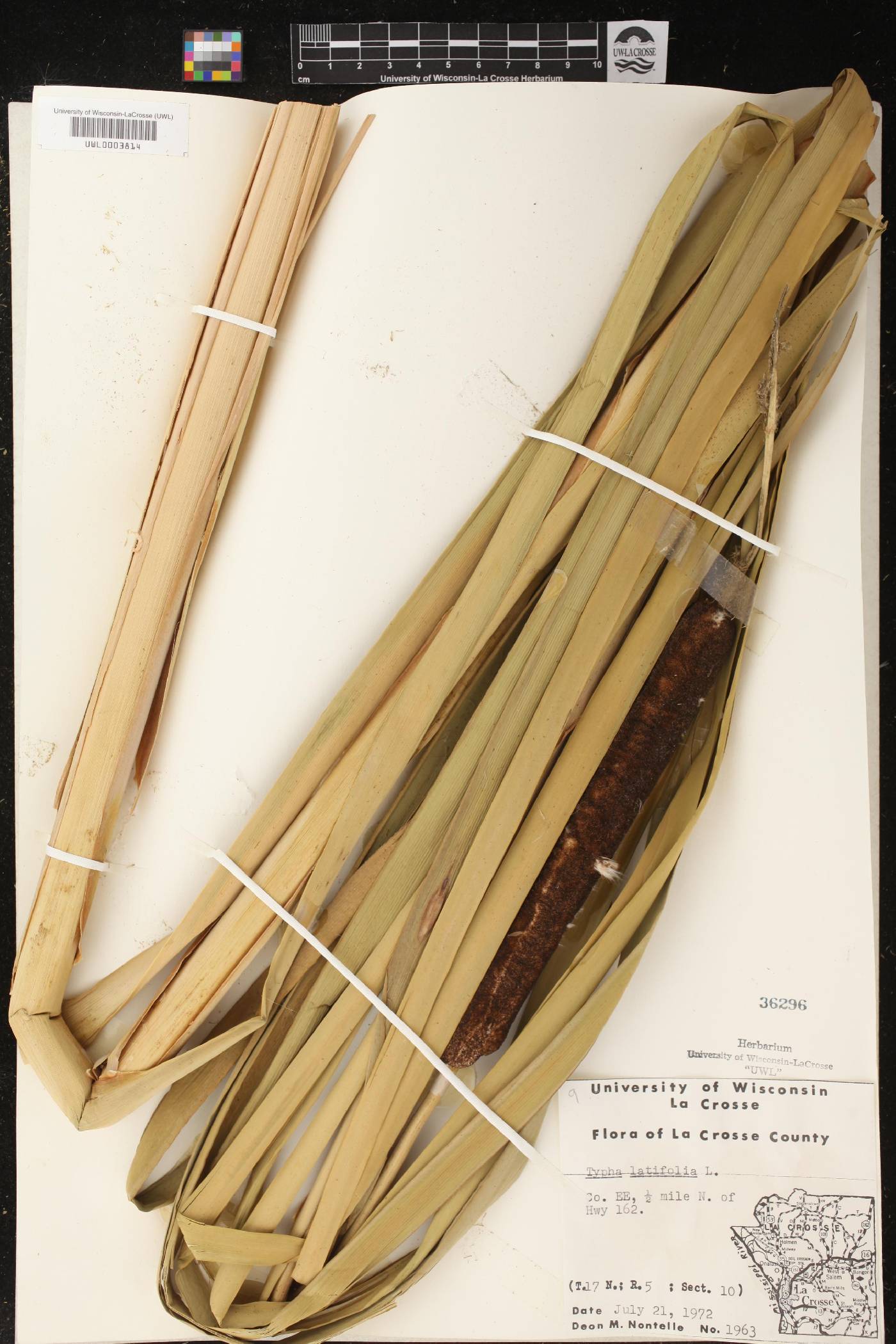 Typha latifolia image