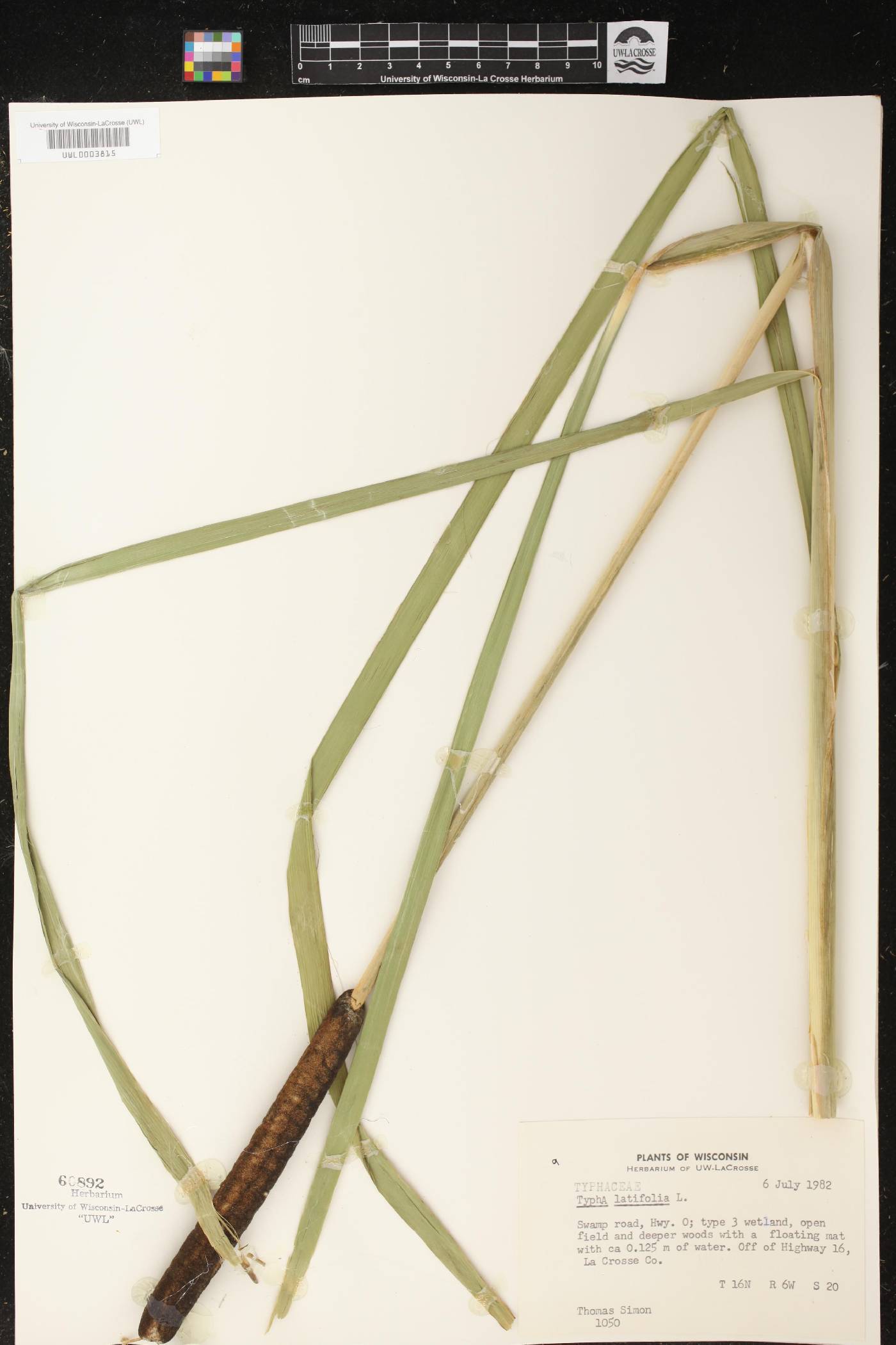 Typha latifolia image