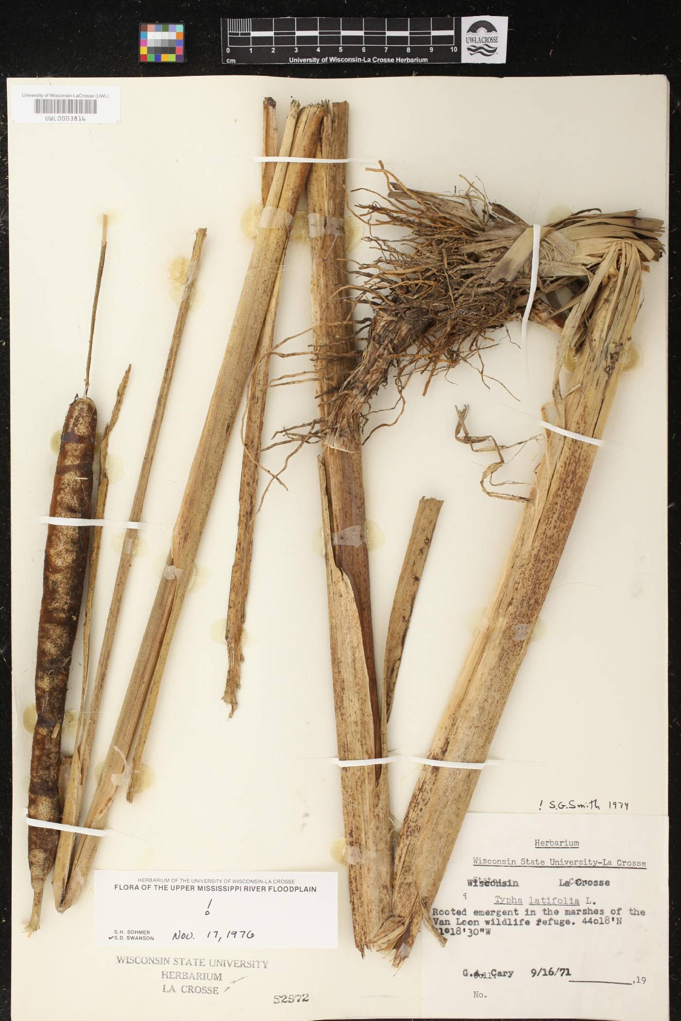Typha latifolia image