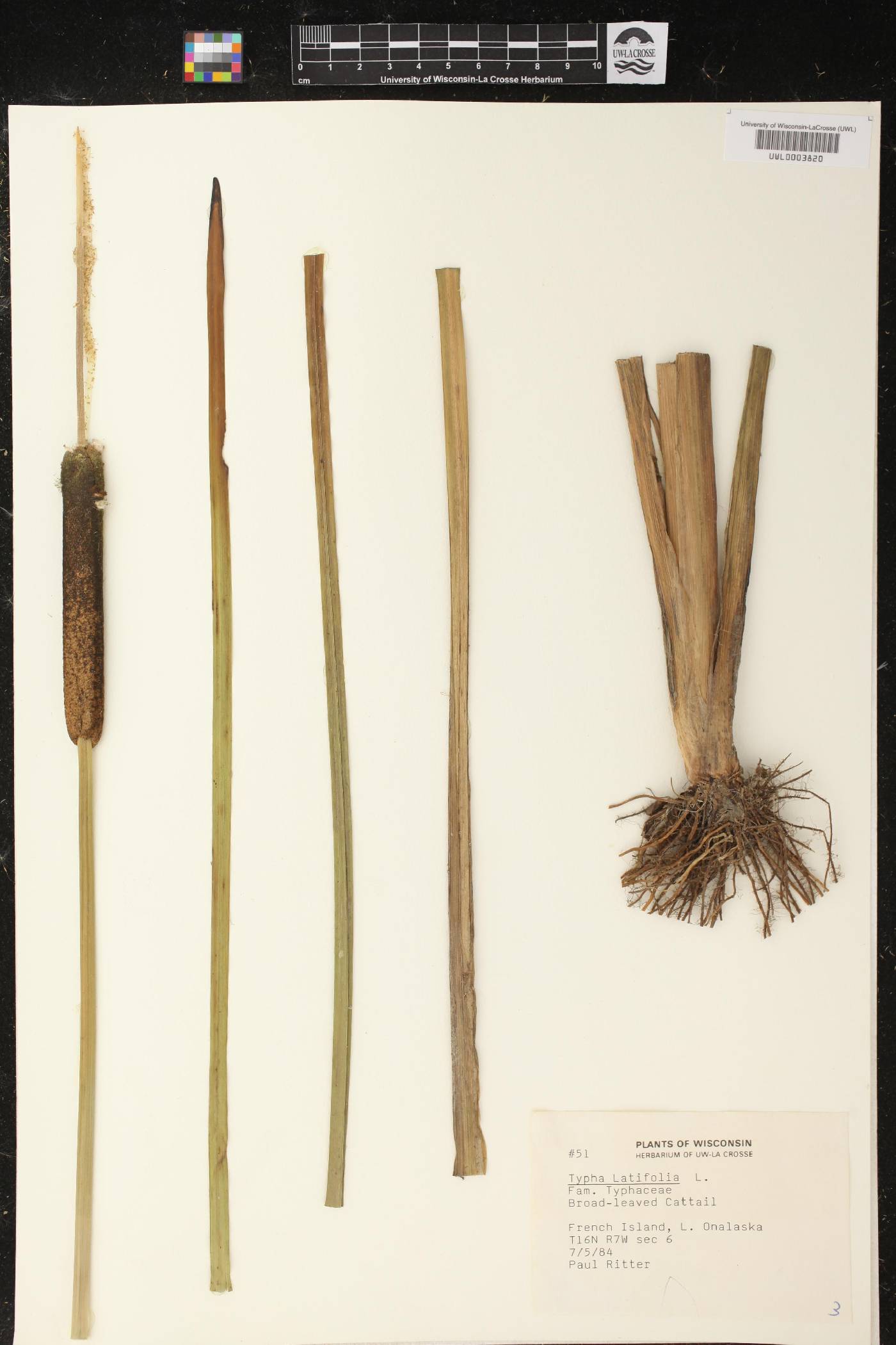 Typha latifolia image