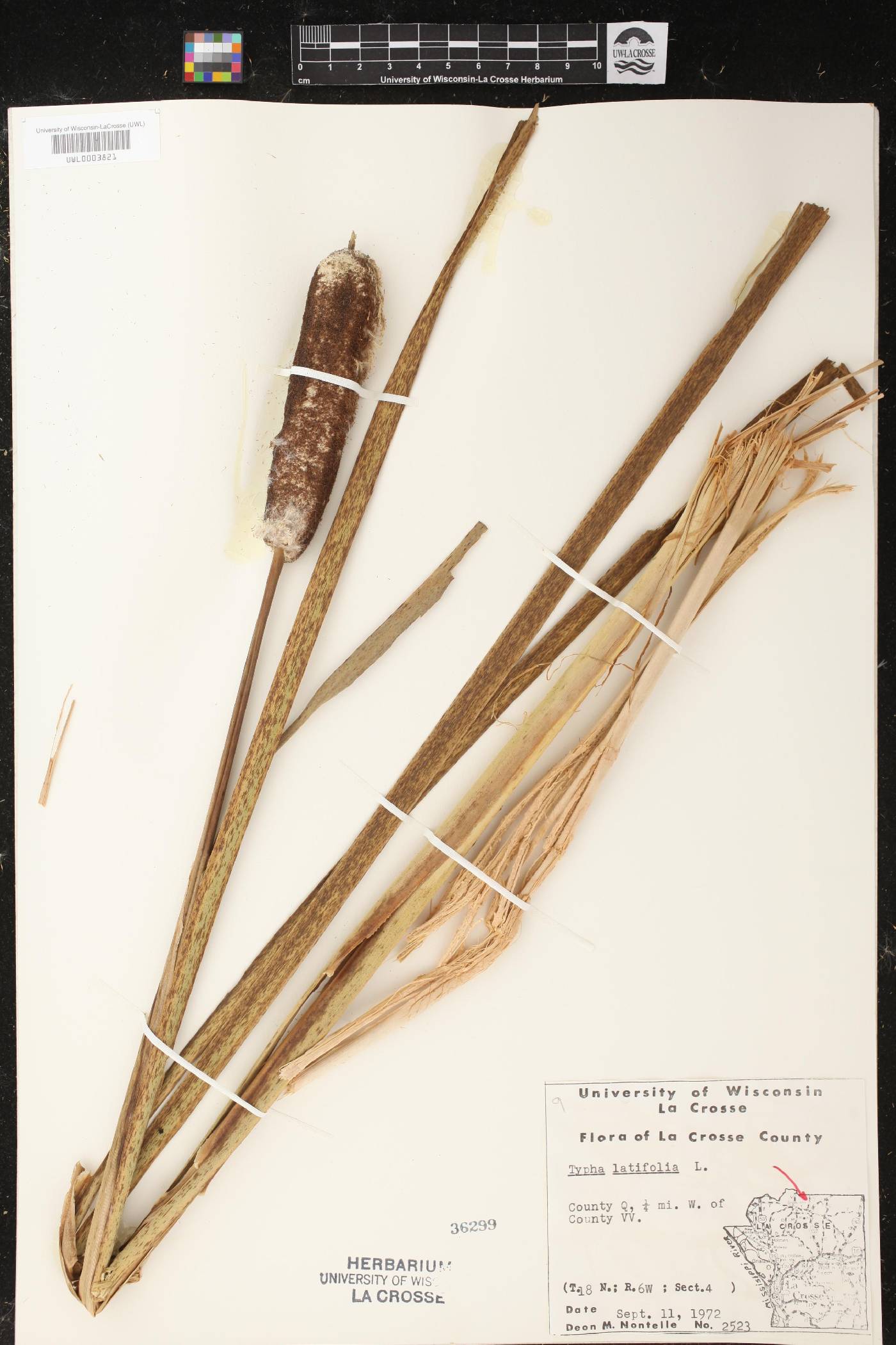 Typha latifolia image
