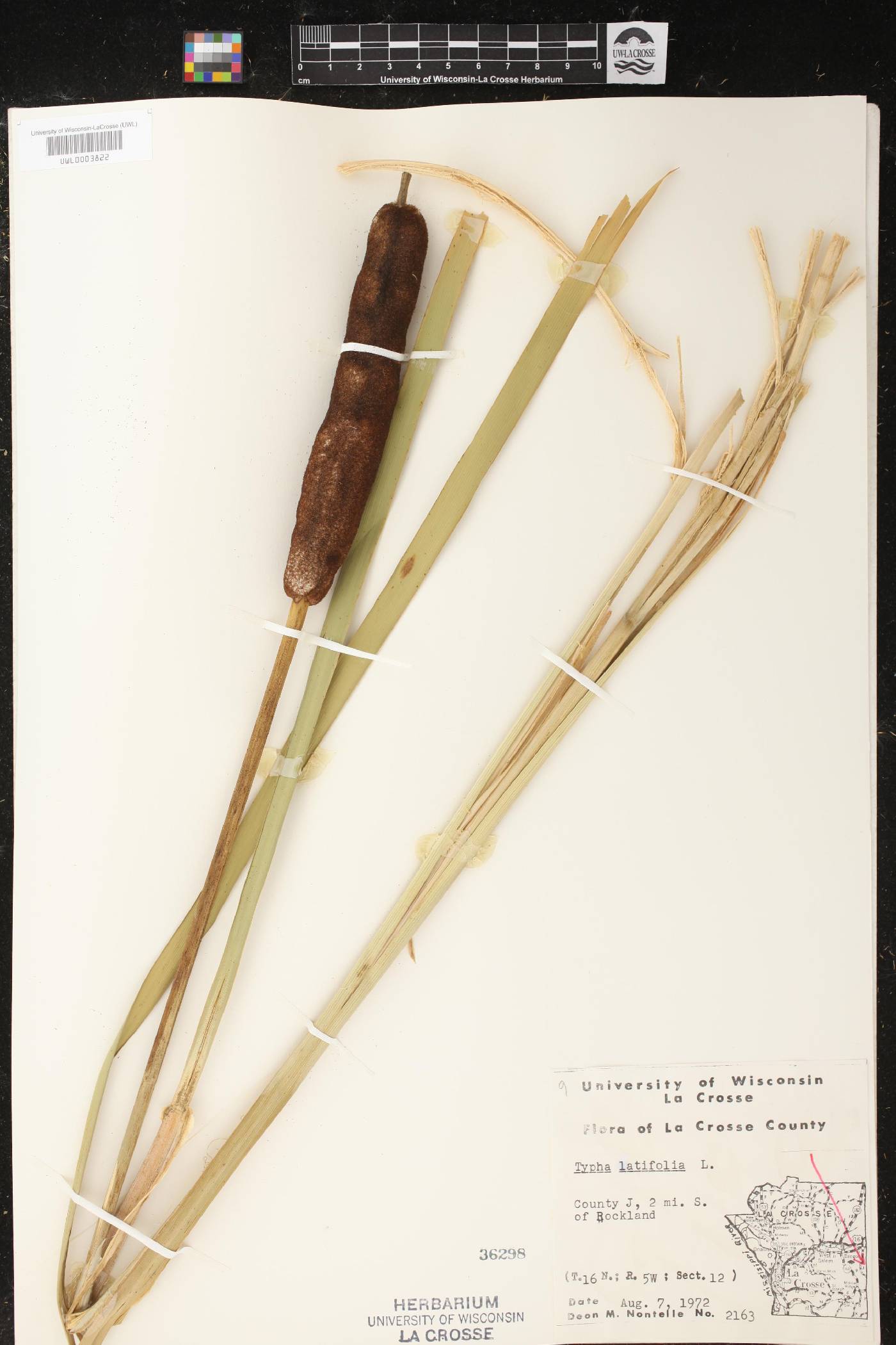 Typha latifolia image