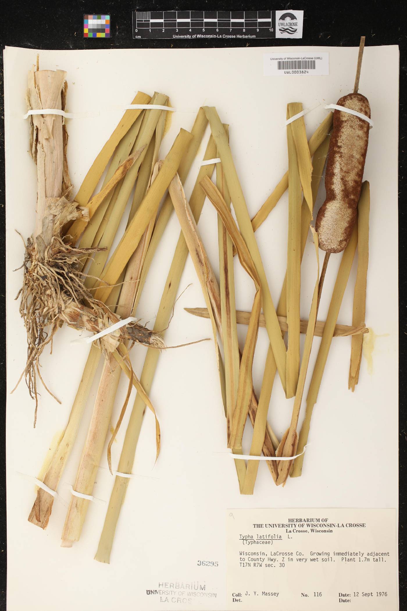 Typha latifolia image
