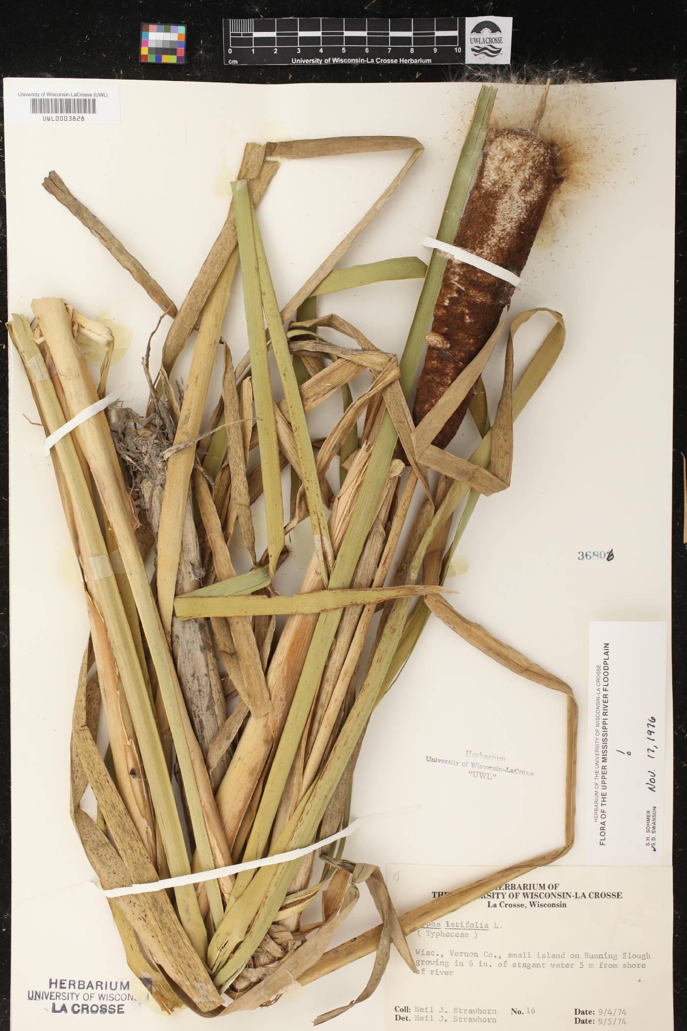 Typha latifolia image