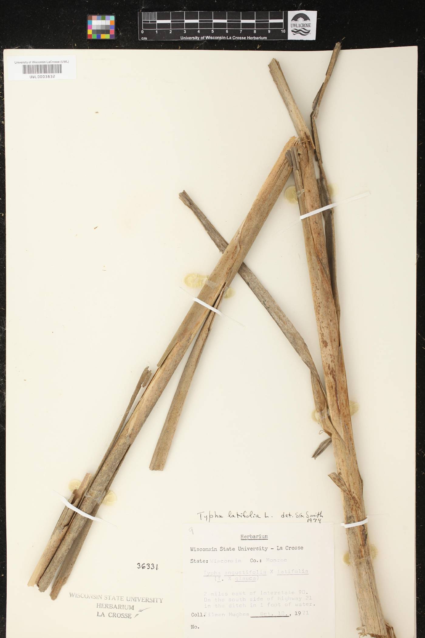 Typha latifolia image