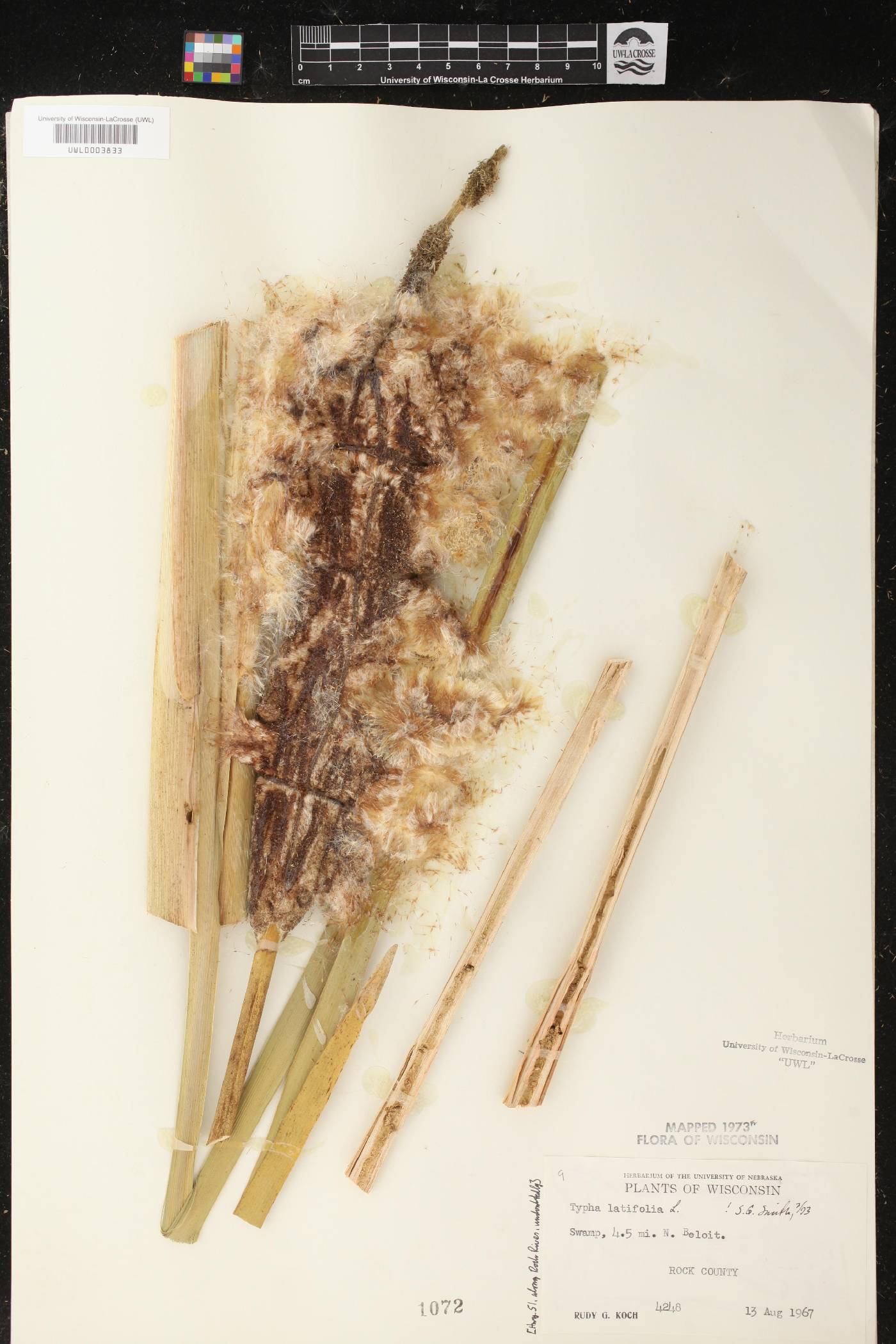 Typha latifolia image